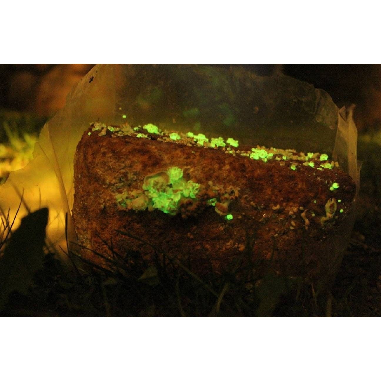 Panellus Stipticus Glow In The Dark Bioluminescent Mushroom