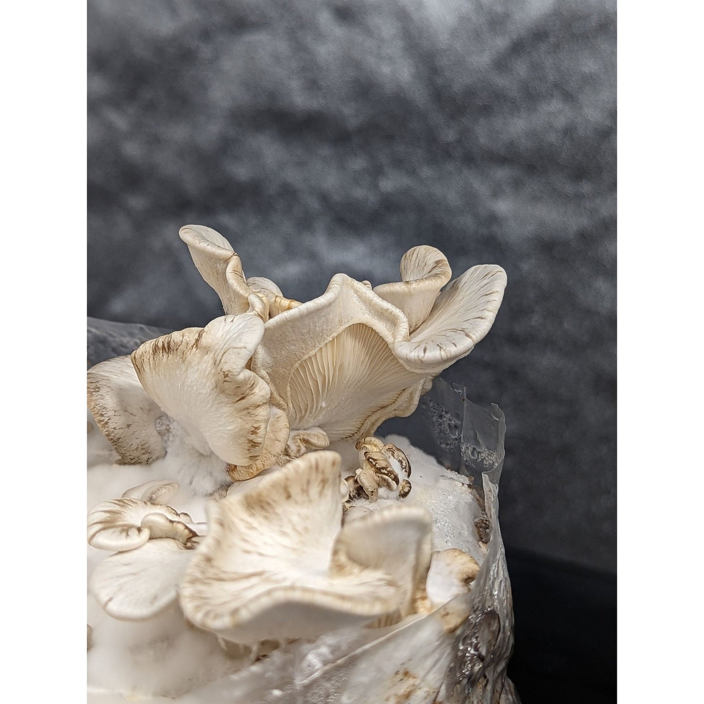 Pleurotus calyptratus VERY RARE SPECIES!