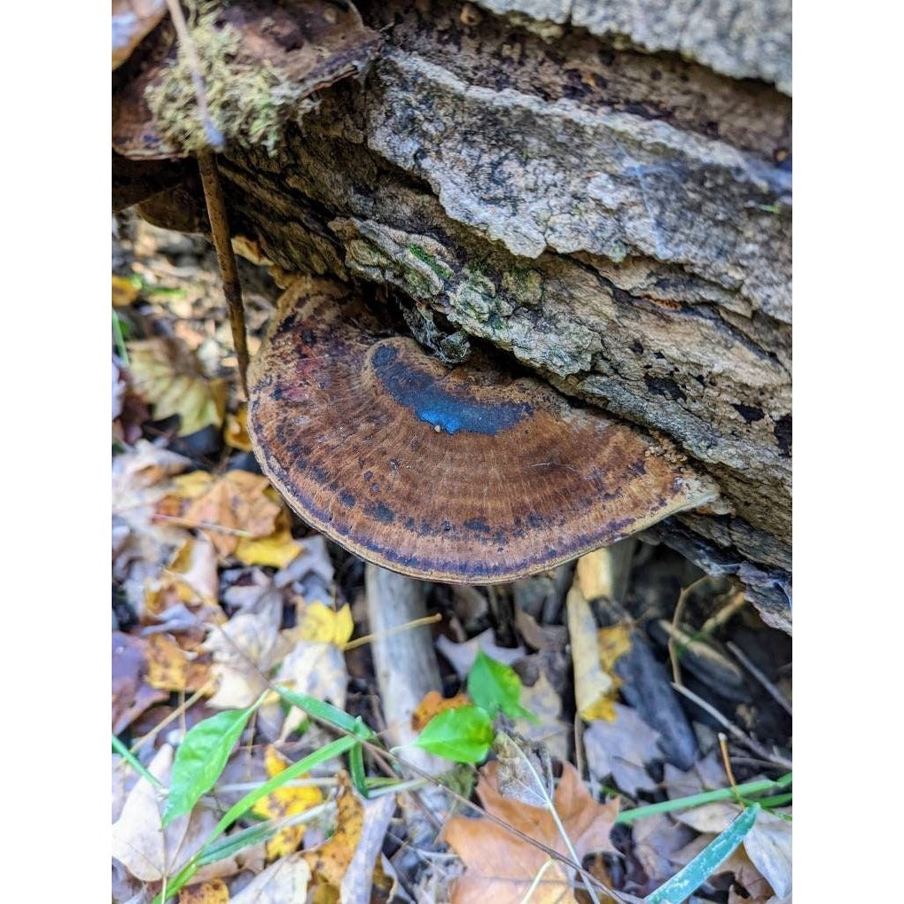 Resinous Polypore Mushroom Ischnoderma resinosum