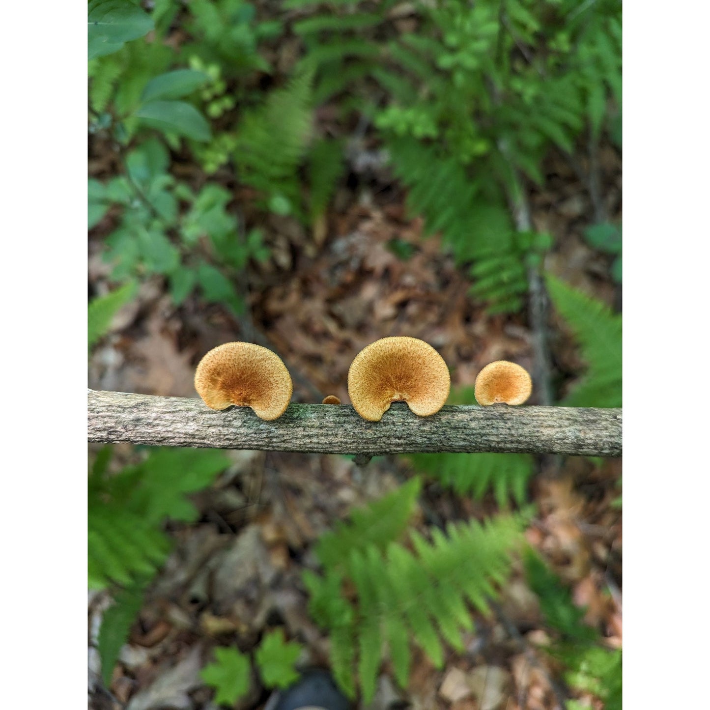 Hexagonal polypore Neofavolus alveolaris americanus complex