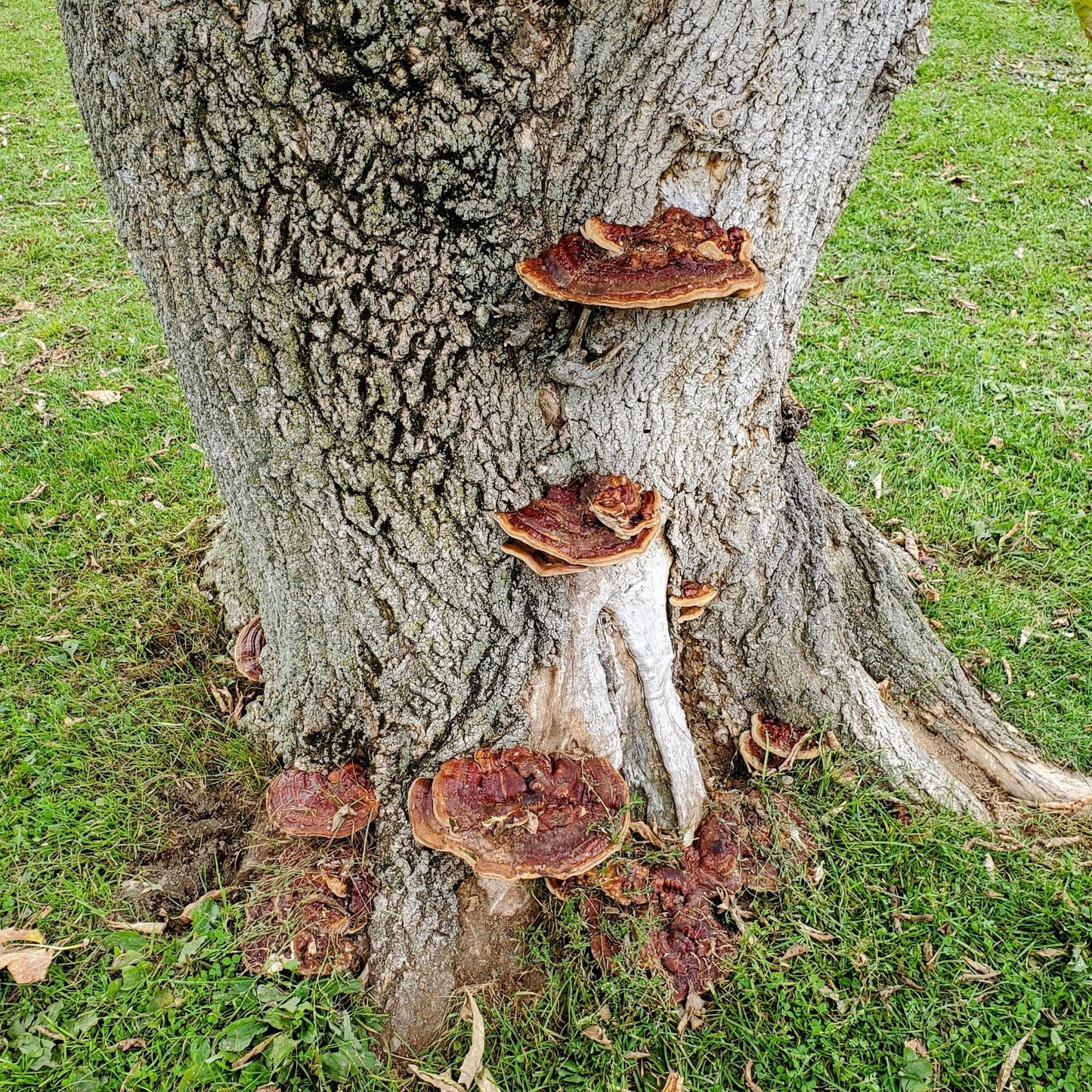 Ganoderma sessile Red Reishi