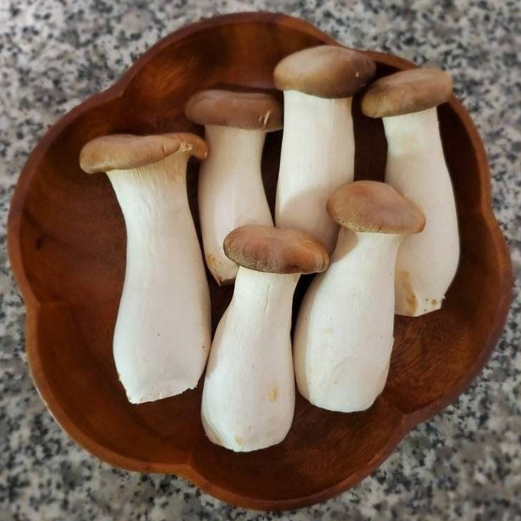 King Oyster Mushroom Pleurotus eryngii
