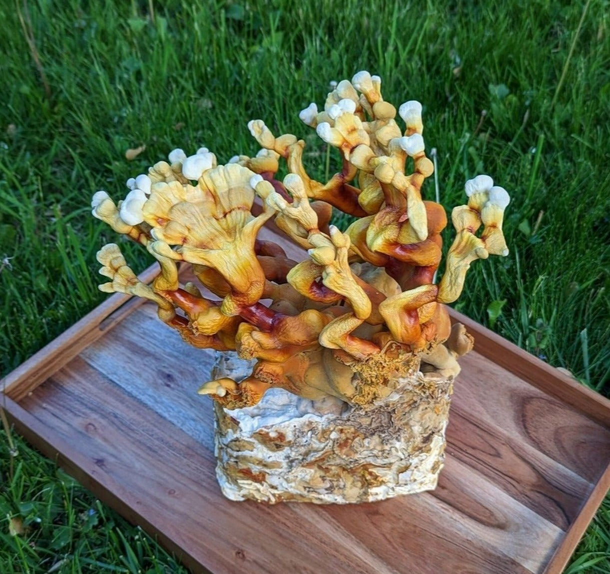 Antler Reishi Ganoderma multipileum