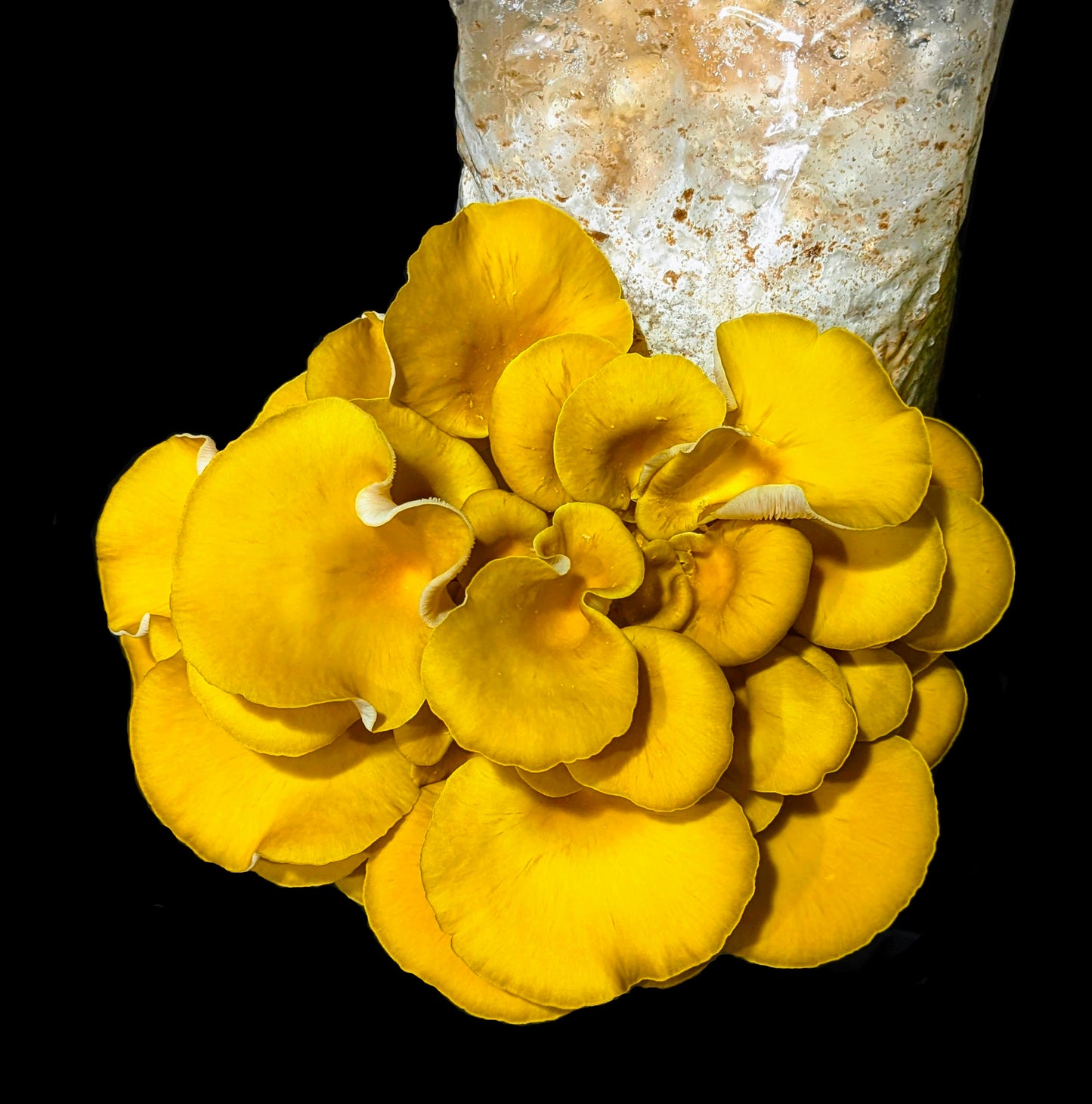 Golden Oyster Pleurotus citrinopileatus
