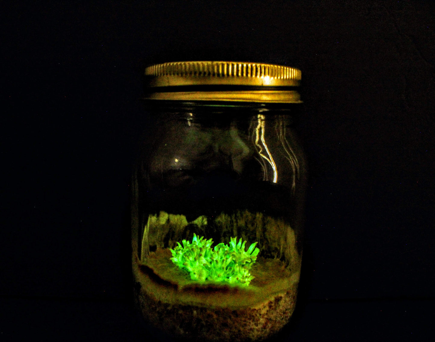 Bioluminescent Glow in the Dark Mushroom Jar, Panellus stipticus
