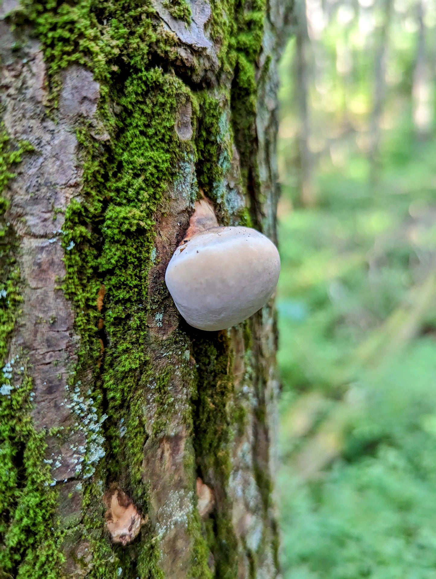 Veiled polypore Cryptoporus volvatus