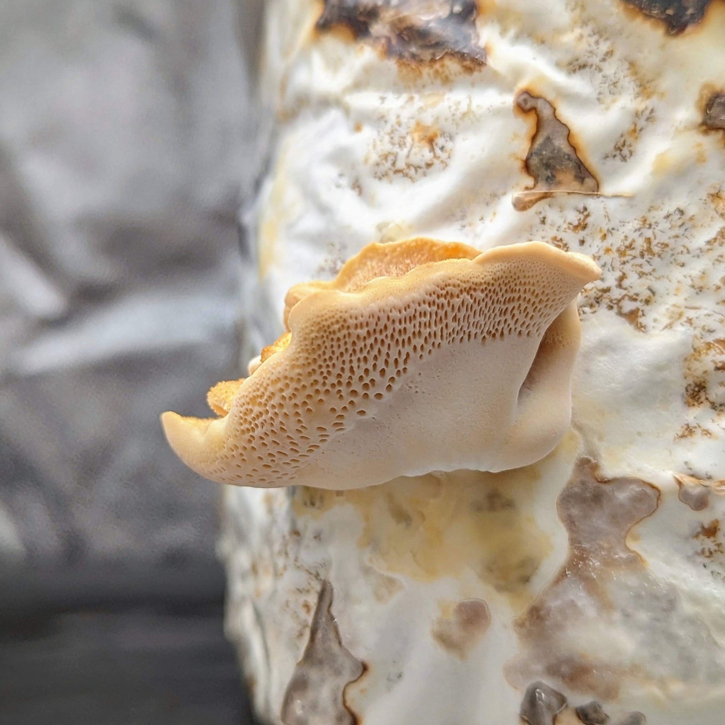 Hexagonal polypore Neofavolus alveolaris americanus complex
