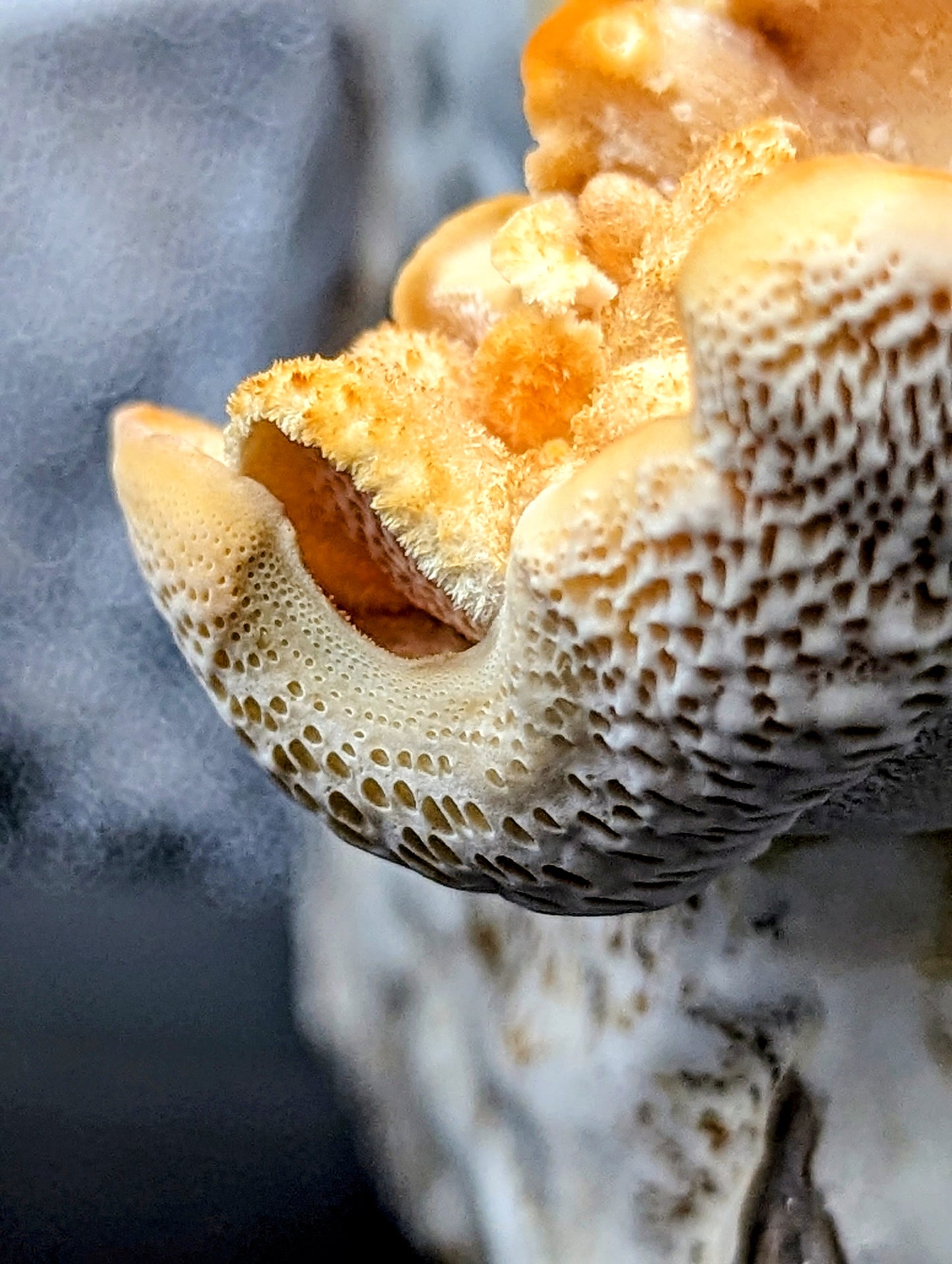 Hexagonal polypore Neofavolus alveolaris americanus complex