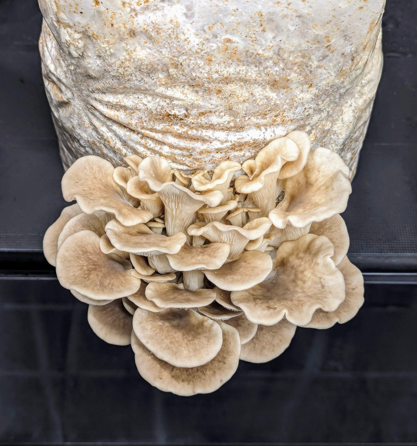 Conifer Oyster Pleurotus pulmonarius