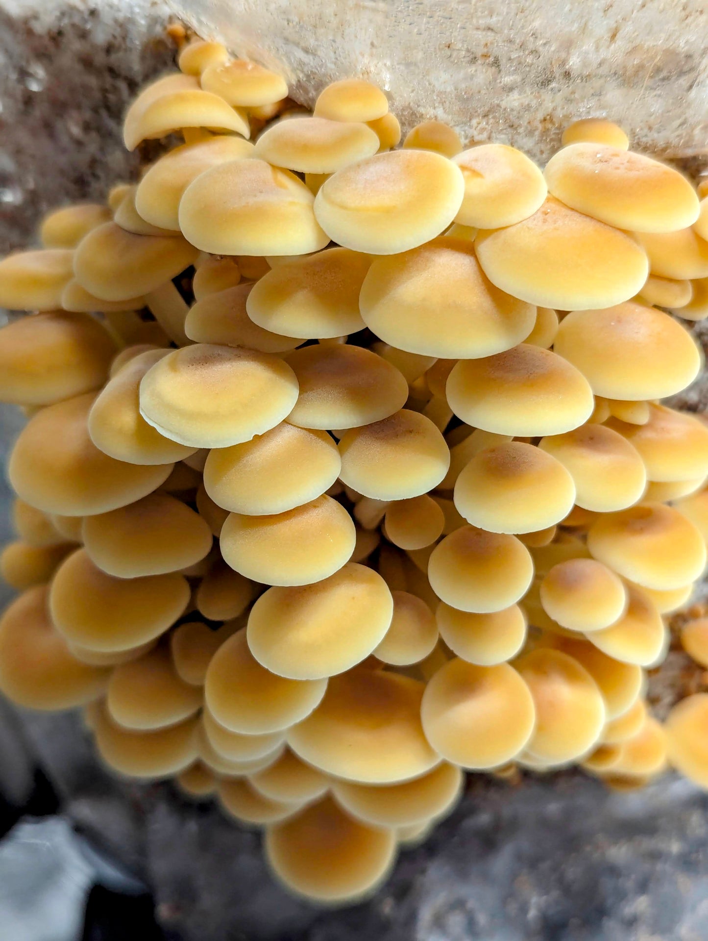 Golden Enoki Mushroom Heat Tolerant Strain Flammulina velutipes