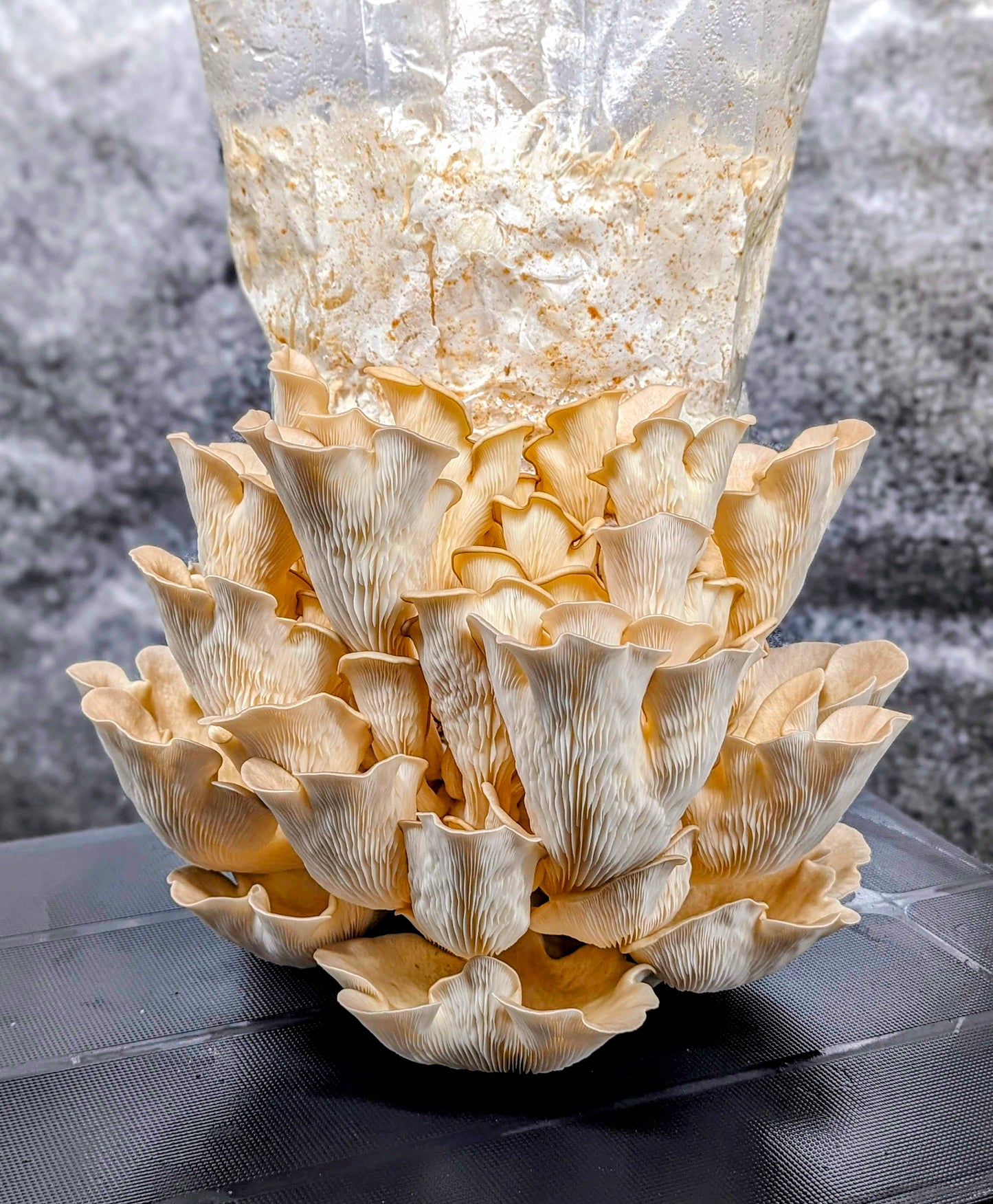 Conifer Oyster Pleurotus pulmonarius