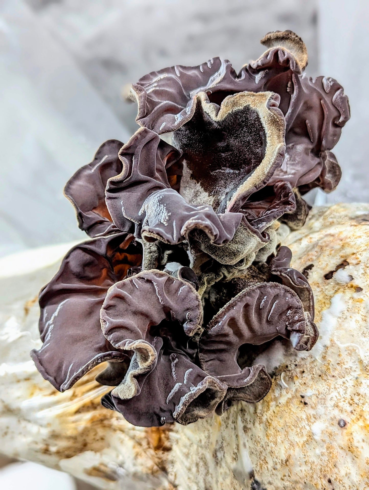 Cloud Ear Mushroom Auricularia polytricha