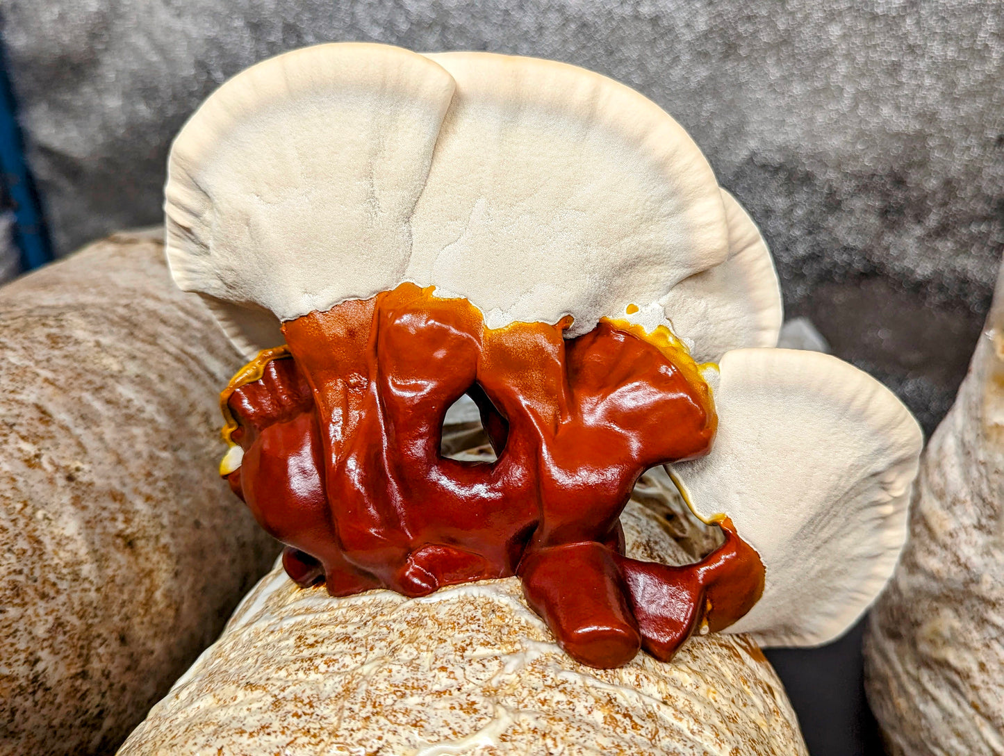 Ganoderma sessile Red Reishi