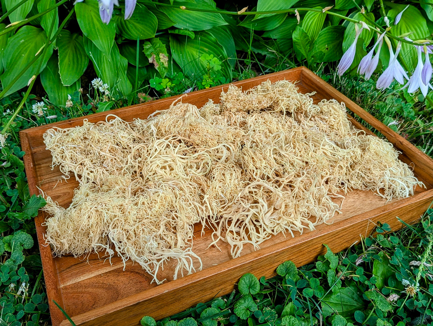 Crown-tipped coral Artomyces pyxidatus