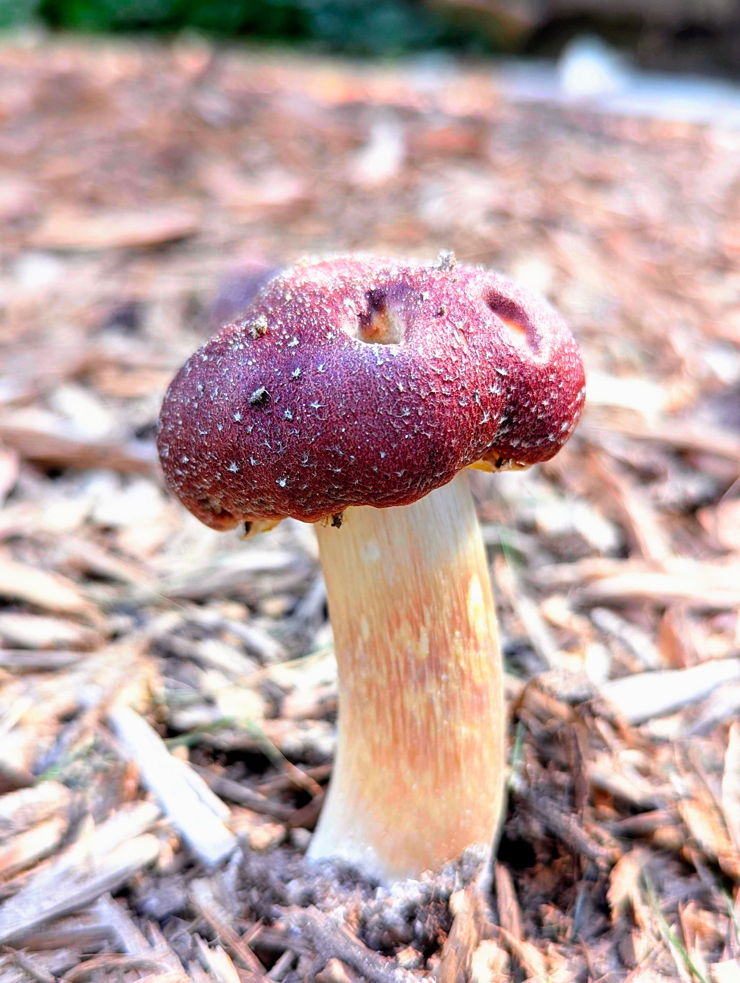 Red Wine Cap Mushroom Outdoor Grow Kit