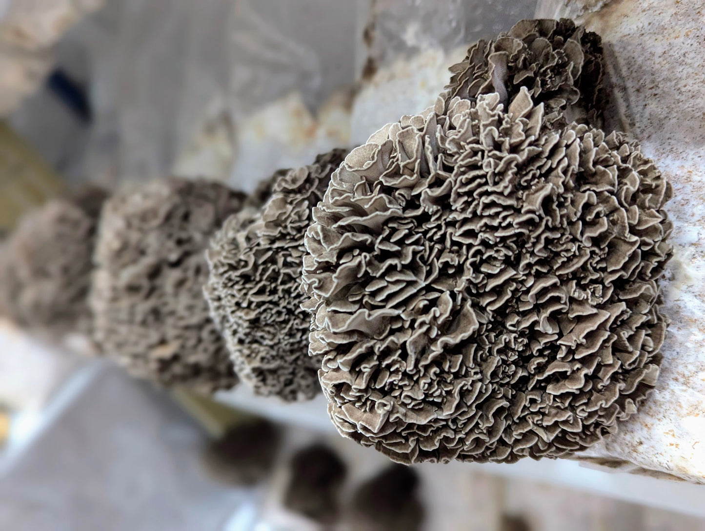 Dried Maitake Mushrooms