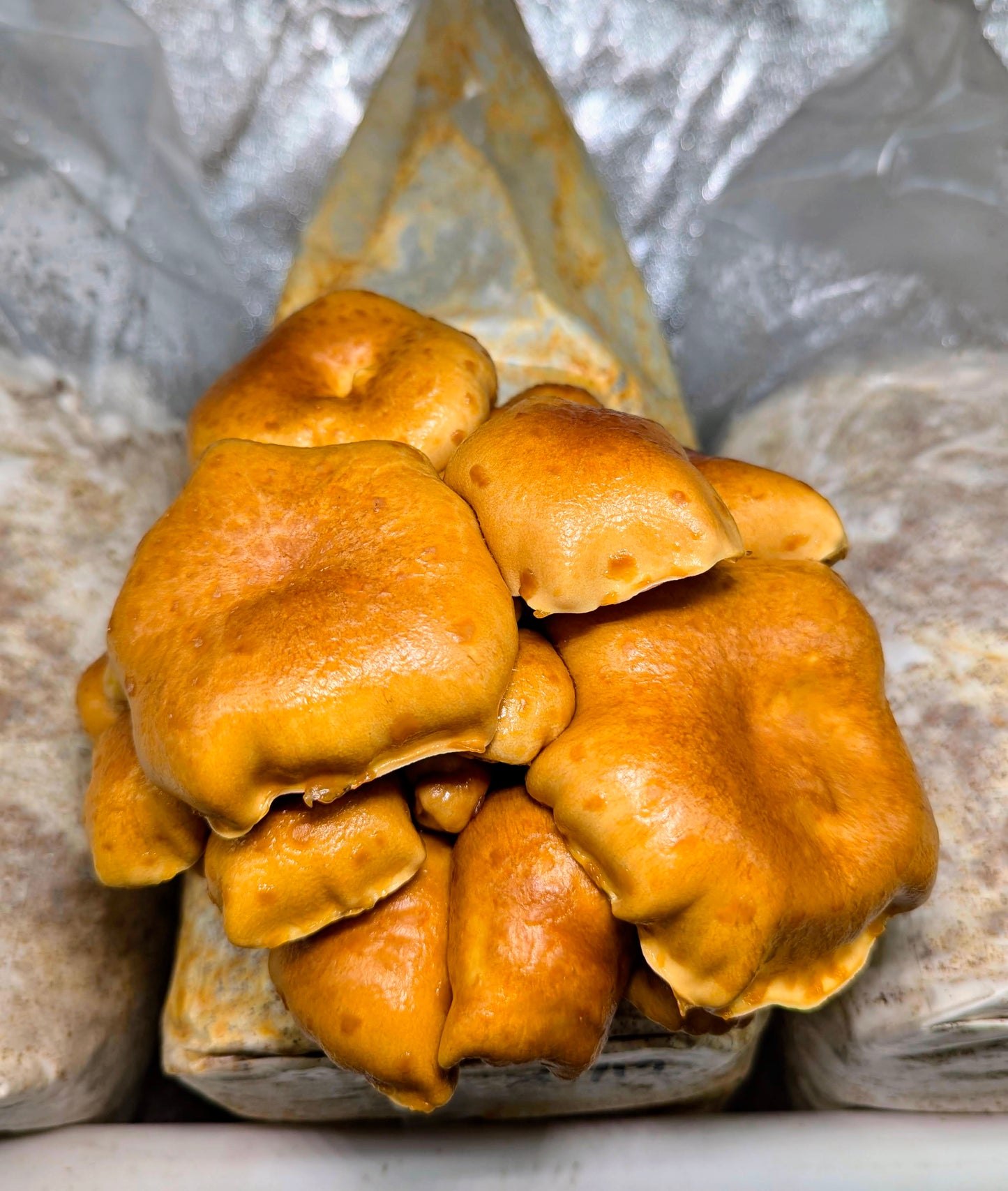 Nameko Mushroom Pholiota microspora