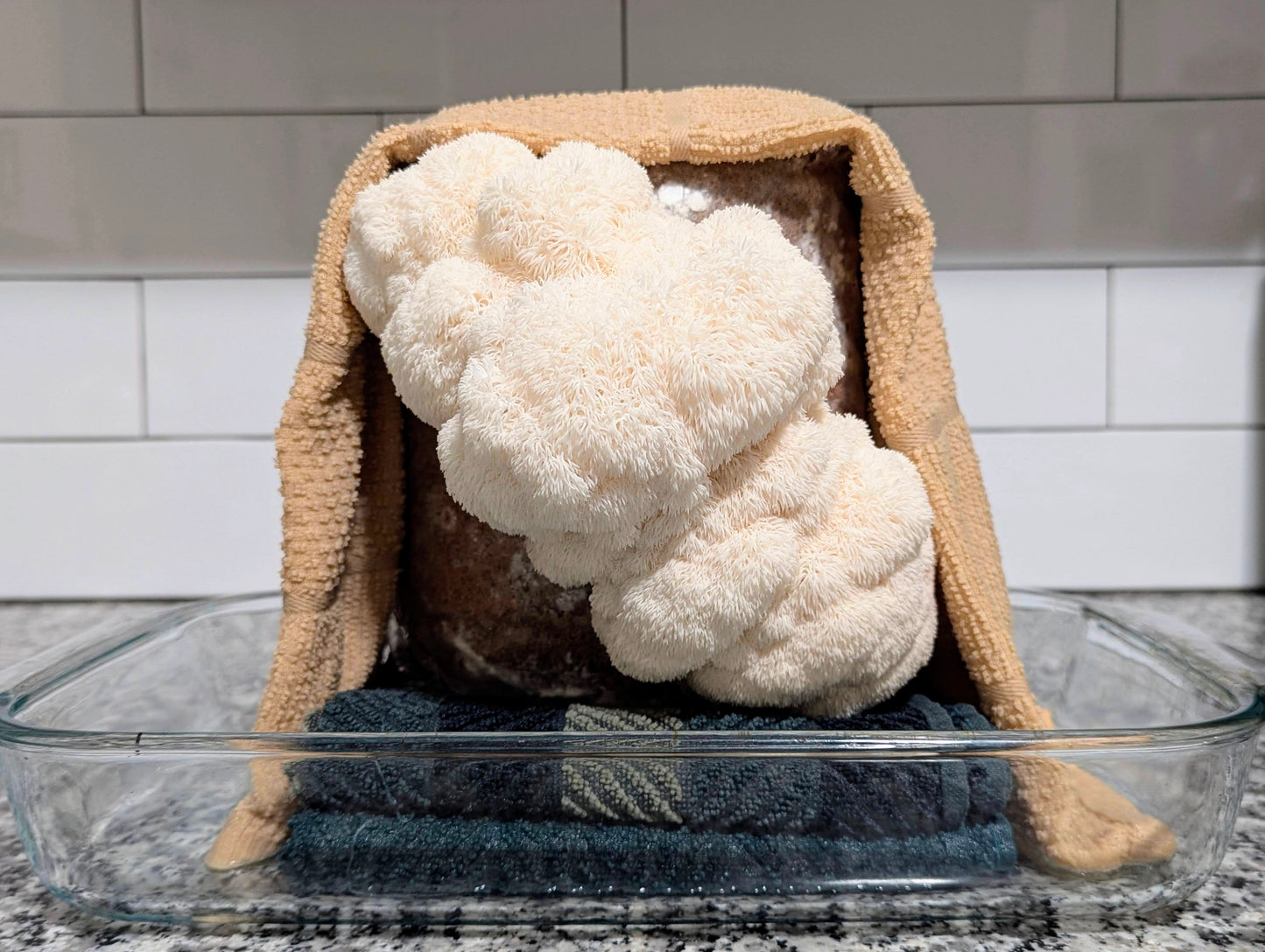 Lion's Mane Mushroom Grow Kit