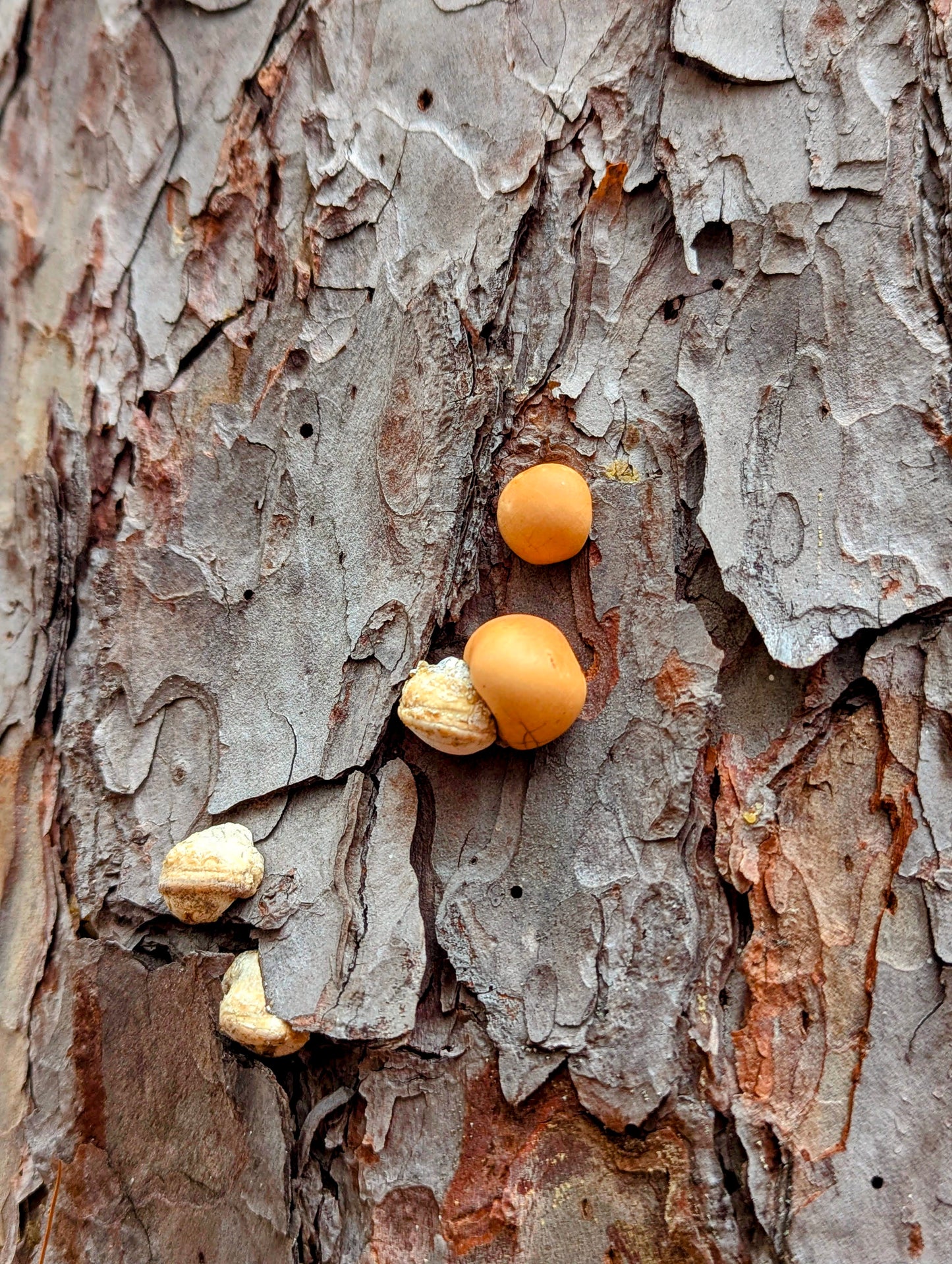 Veiled polypore Cryptoporus volvatus