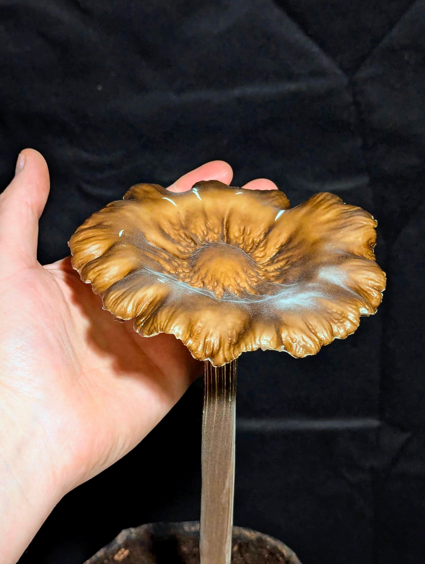 Black Termite Mushroom Oudemansiella raphanipes