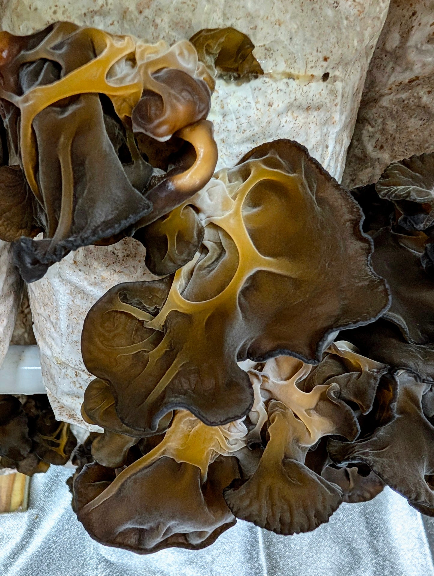 Black Wood Ear C3 Auricularia heimuer sensu lato