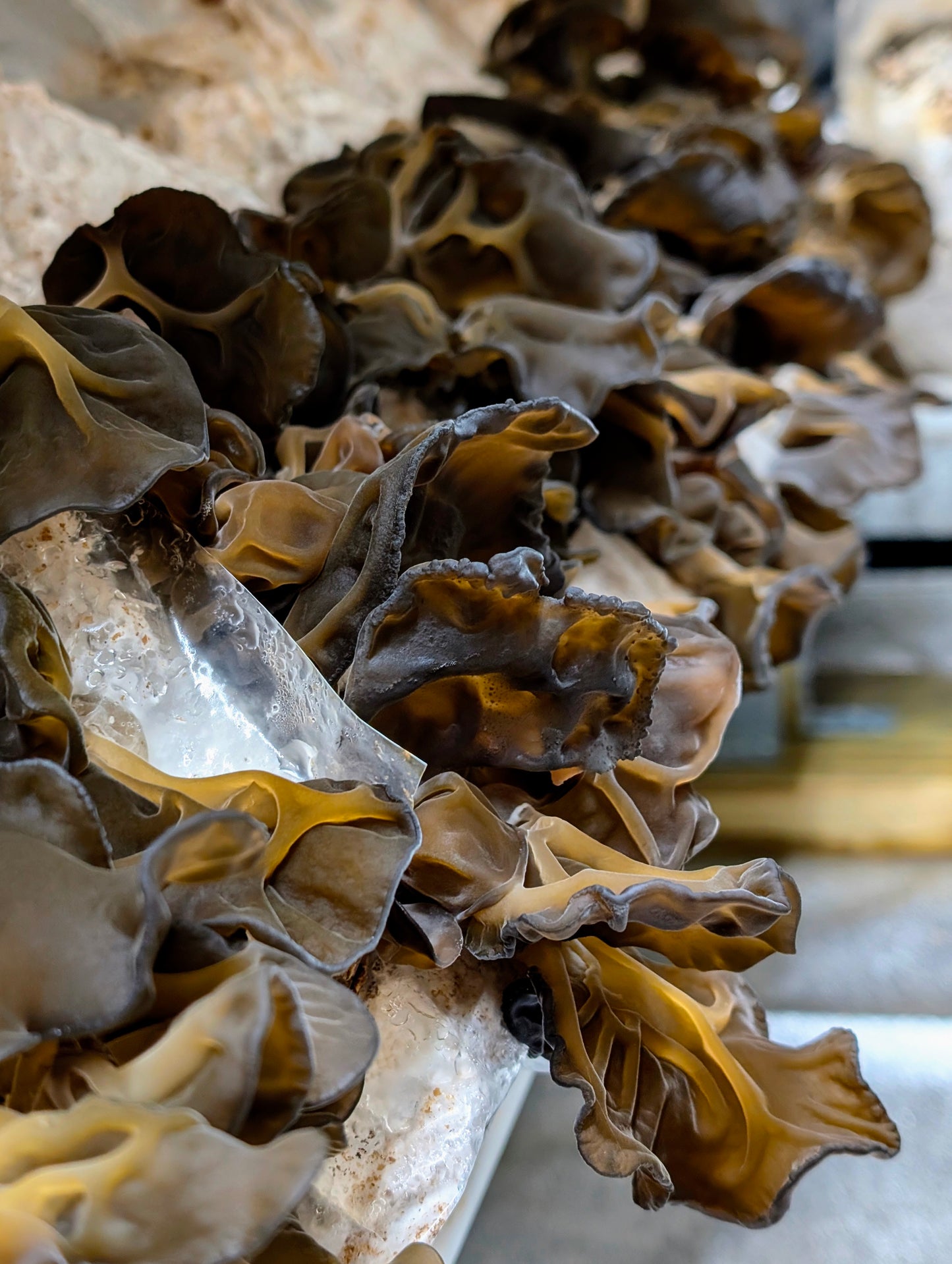 Black Wood Ear C3 Auricularia heimuer sensu lato