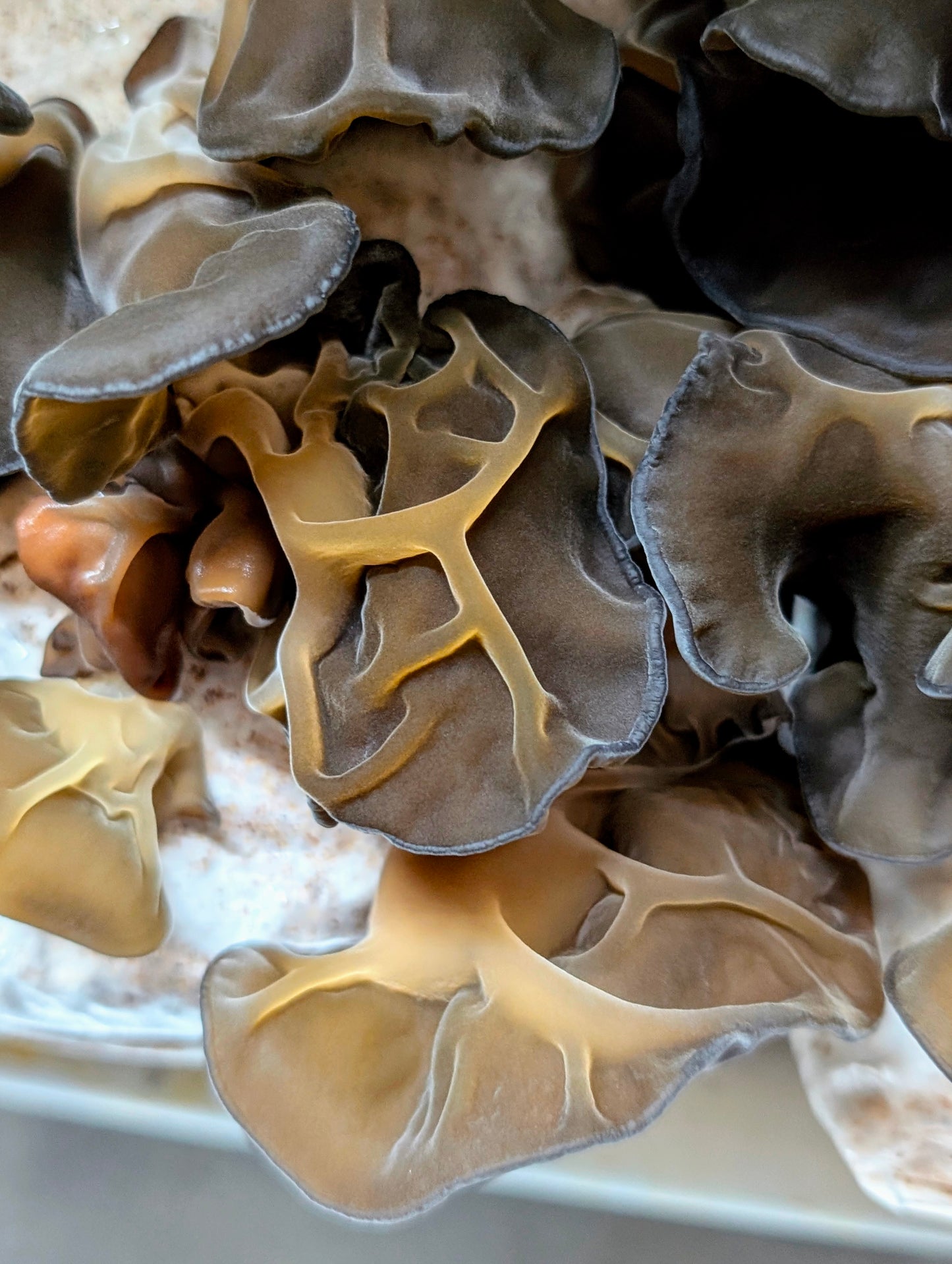 Black Wood Ear C3 Auricularia heimuer sensu lato