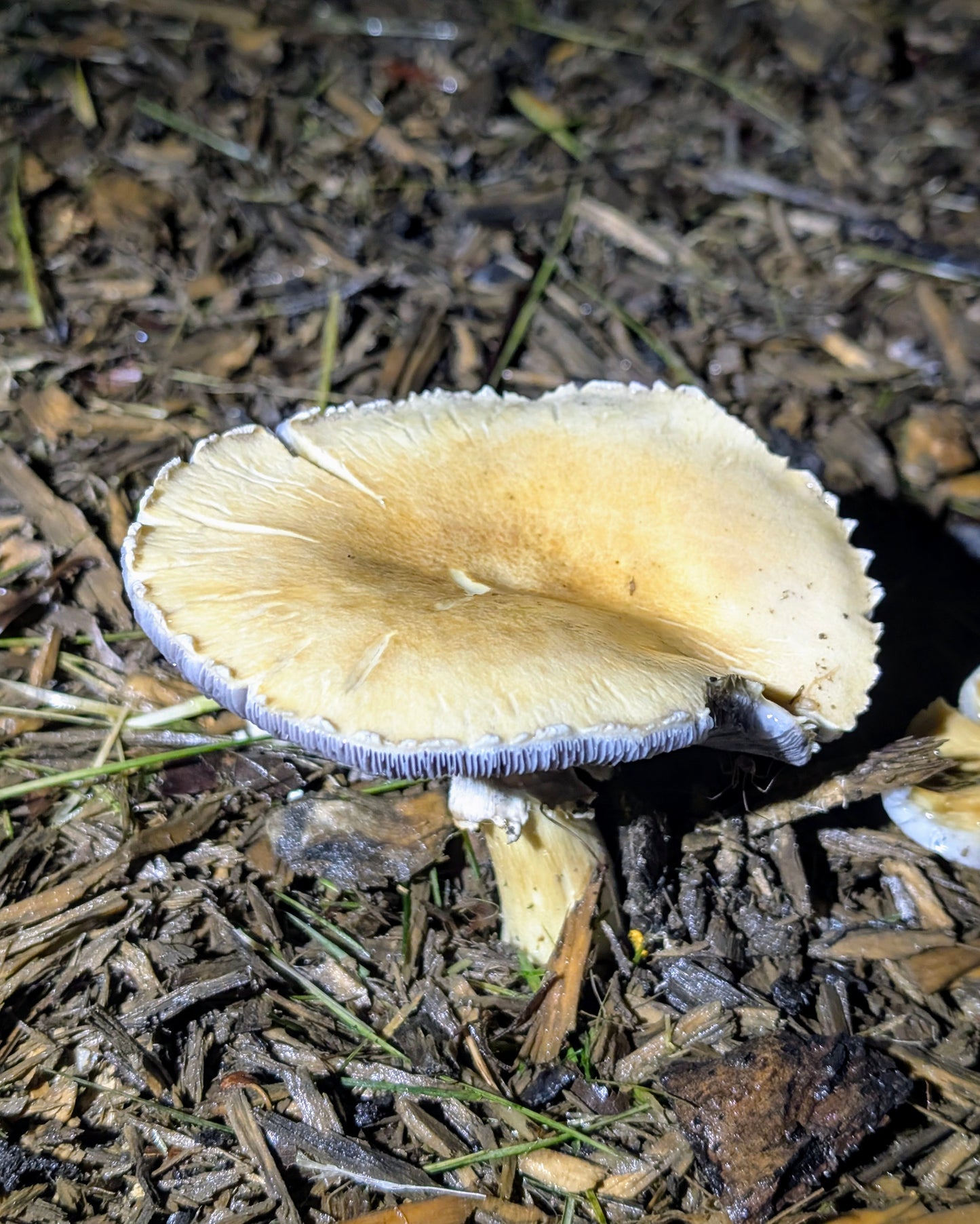 Golden Wine Cap Mushroom Stropharia rugosoannulata
