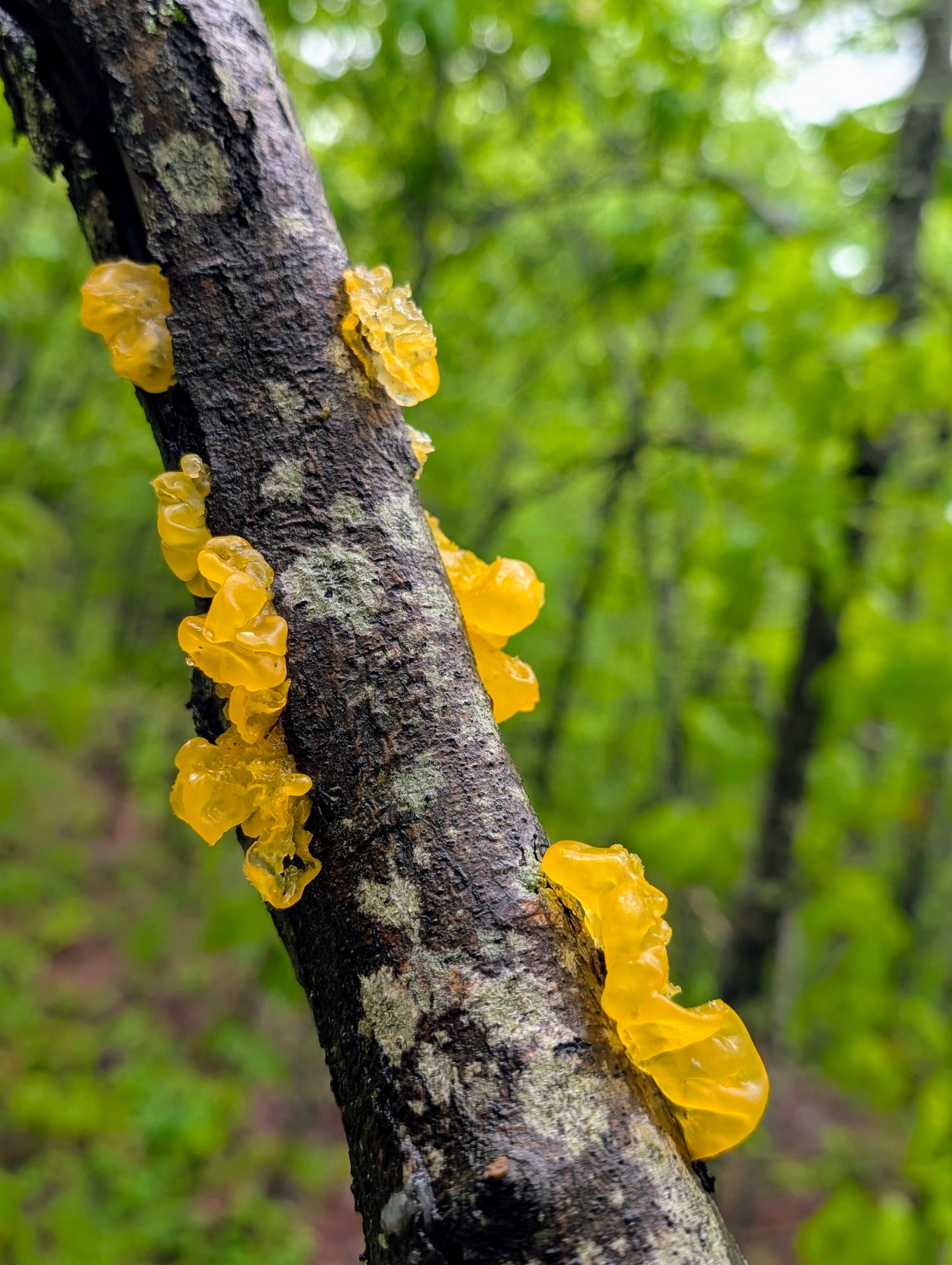 Witch's Butter Jelly Mushroom Tremella mesenterica