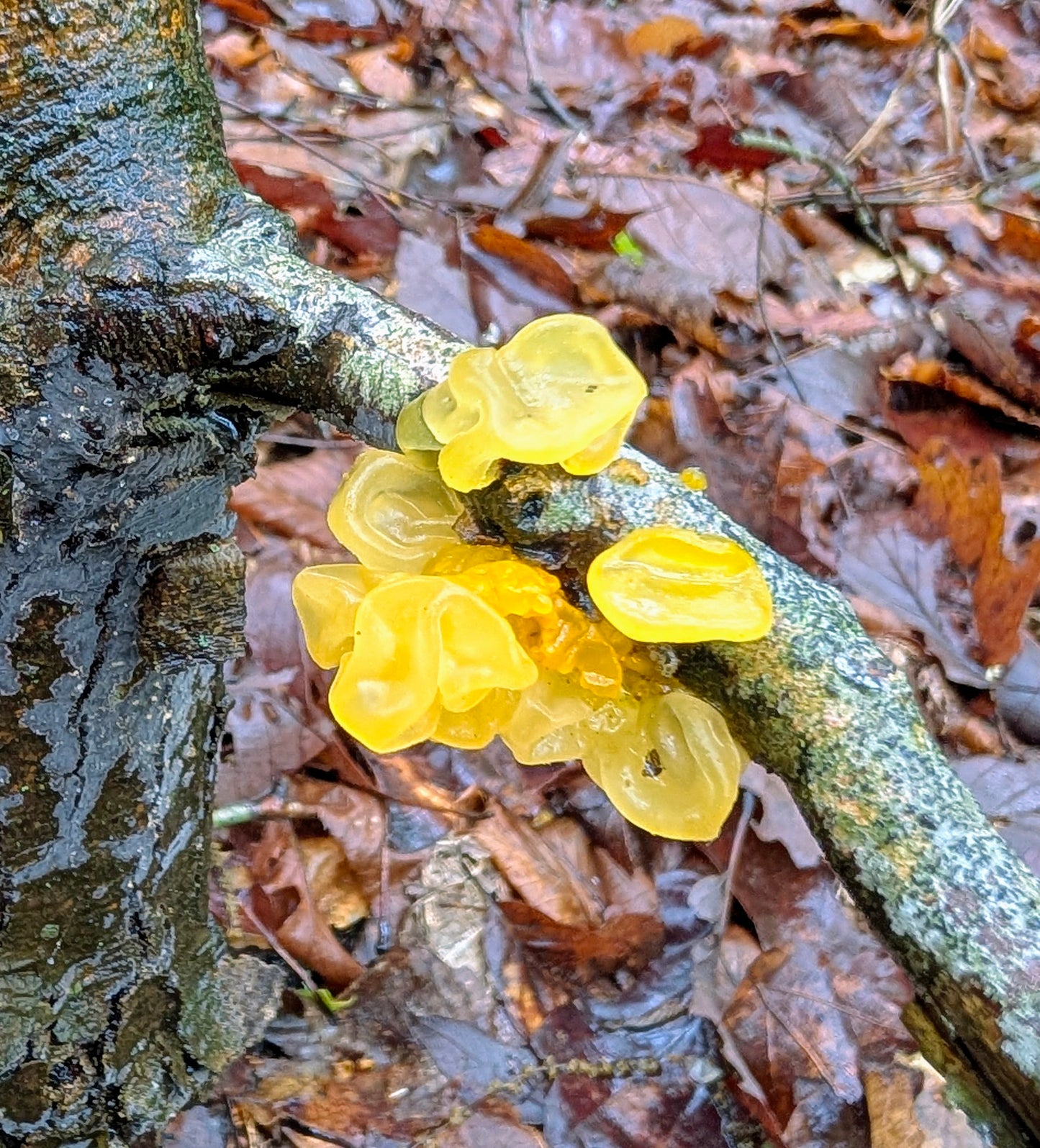 Witch's Butter Jelly Mushroom Tremella mesenterica