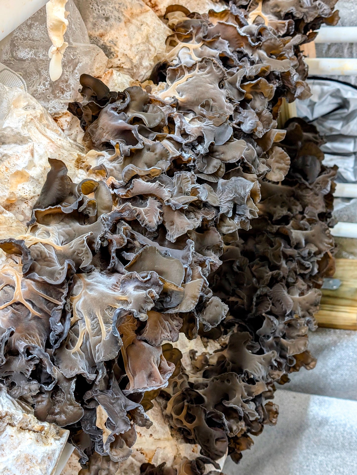 Black Wood Ear C3 Auricularia heimuer sensu lato