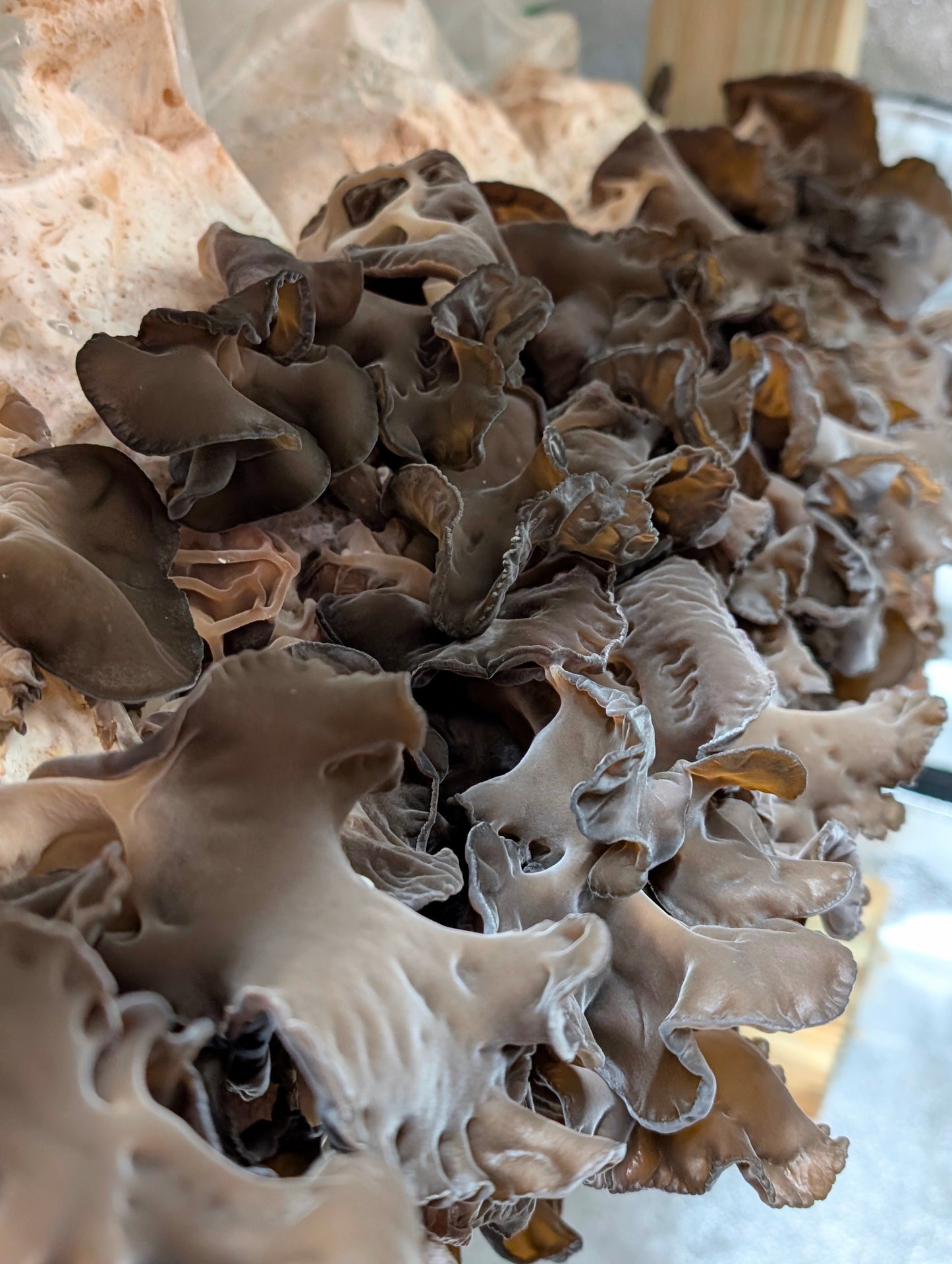 Black Wood Ear C3 Auricularia heimuer sensu lato