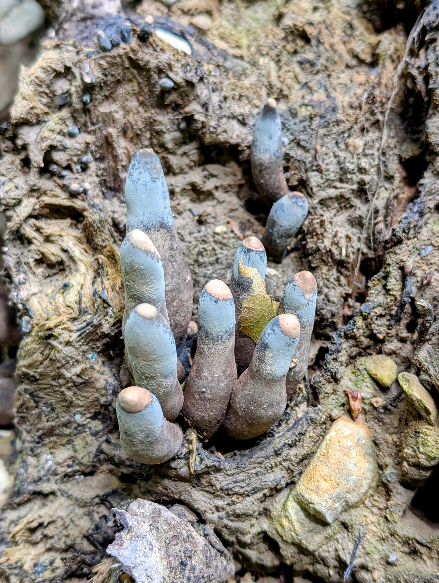 Dead Man's Fingers Xylaria polymorpha