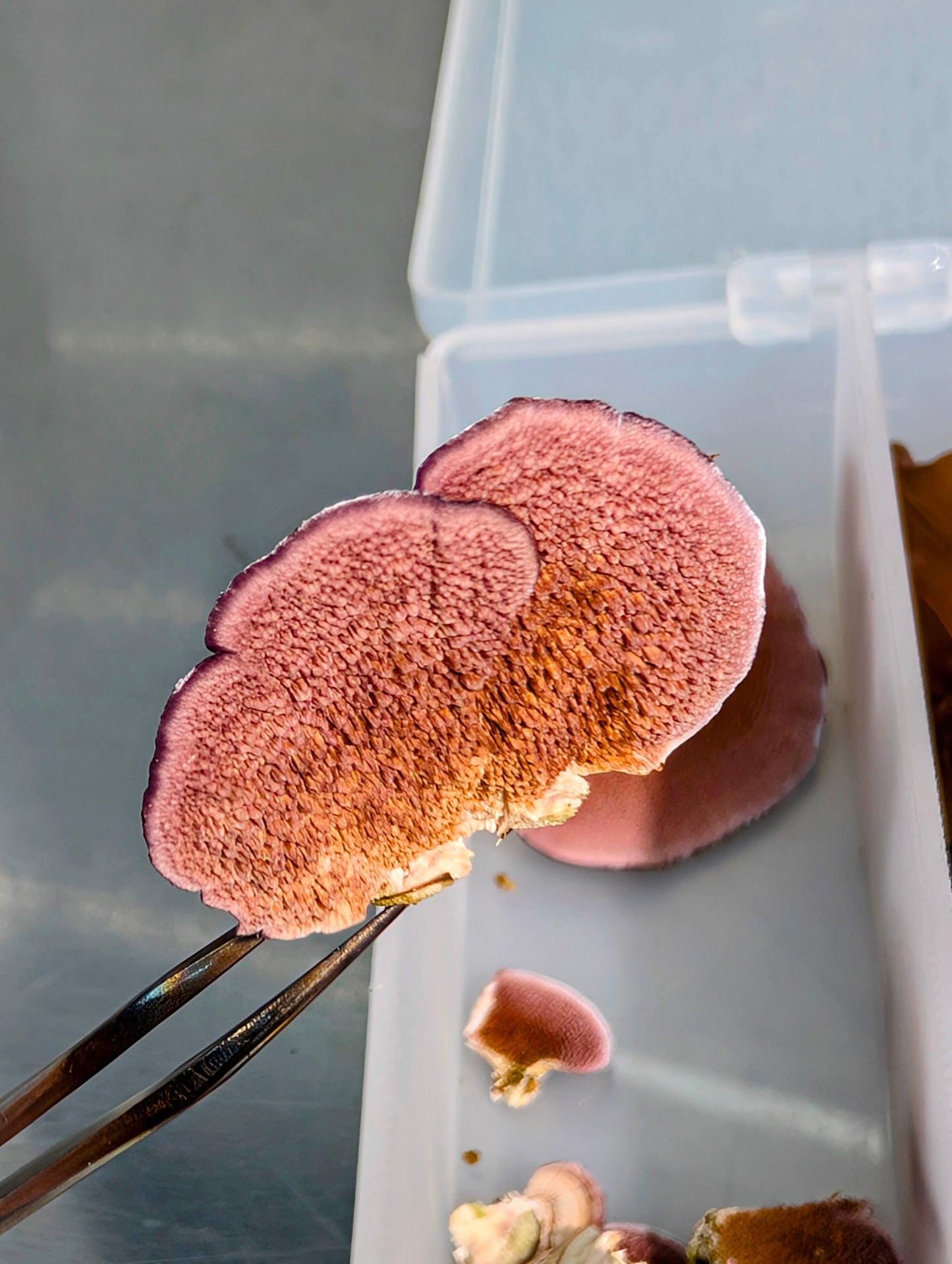 Violet-toothed Polypore Trichaptum biforme