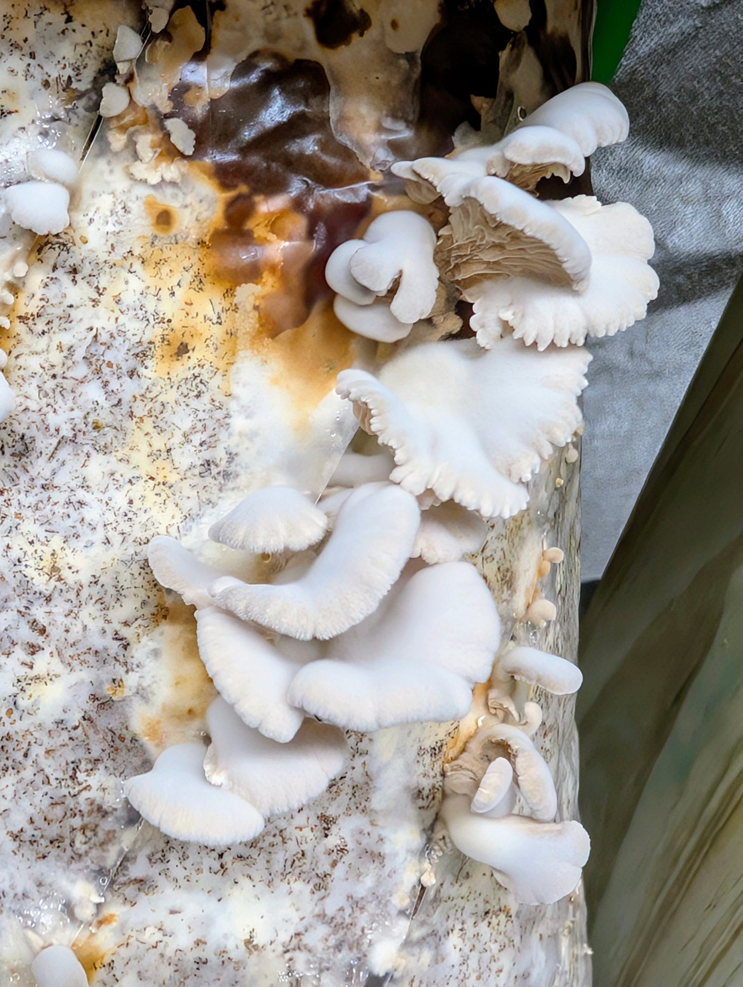 Splitgill Mushroom Schizophyllum commune