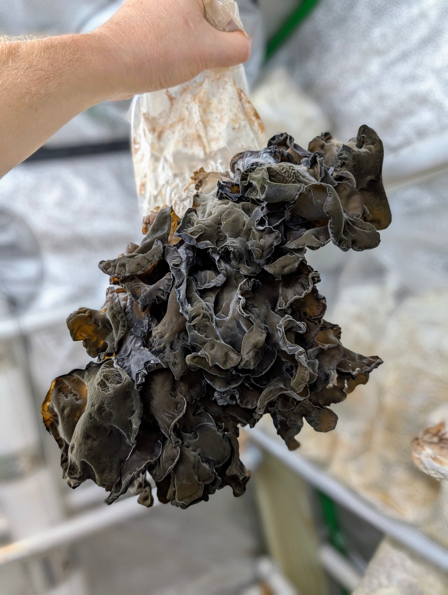 Black Wood Ear C3 Auricularia heimuer sensu lato
