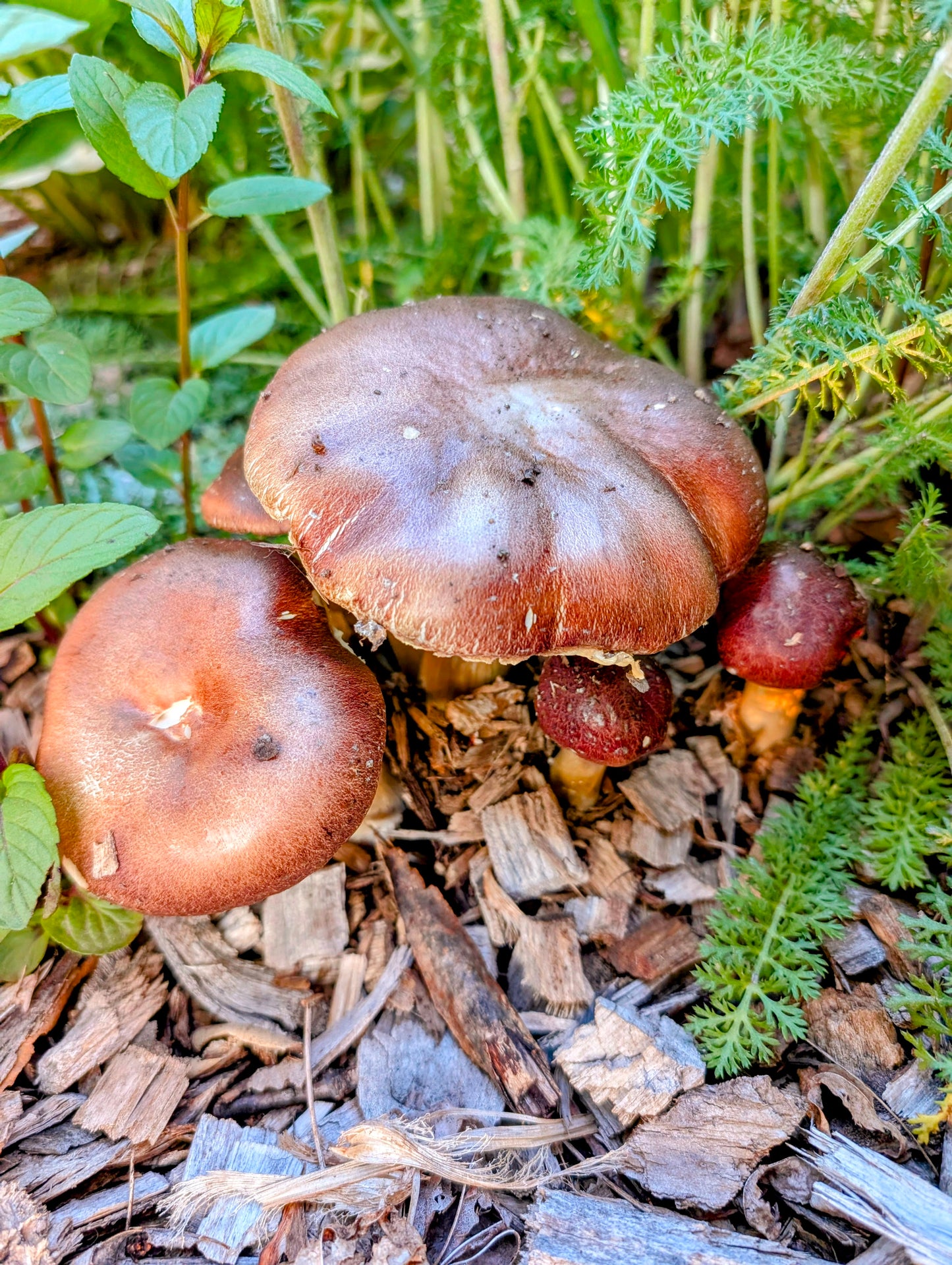 Red Wine Cap Mushroom Outdoor Grow Kit