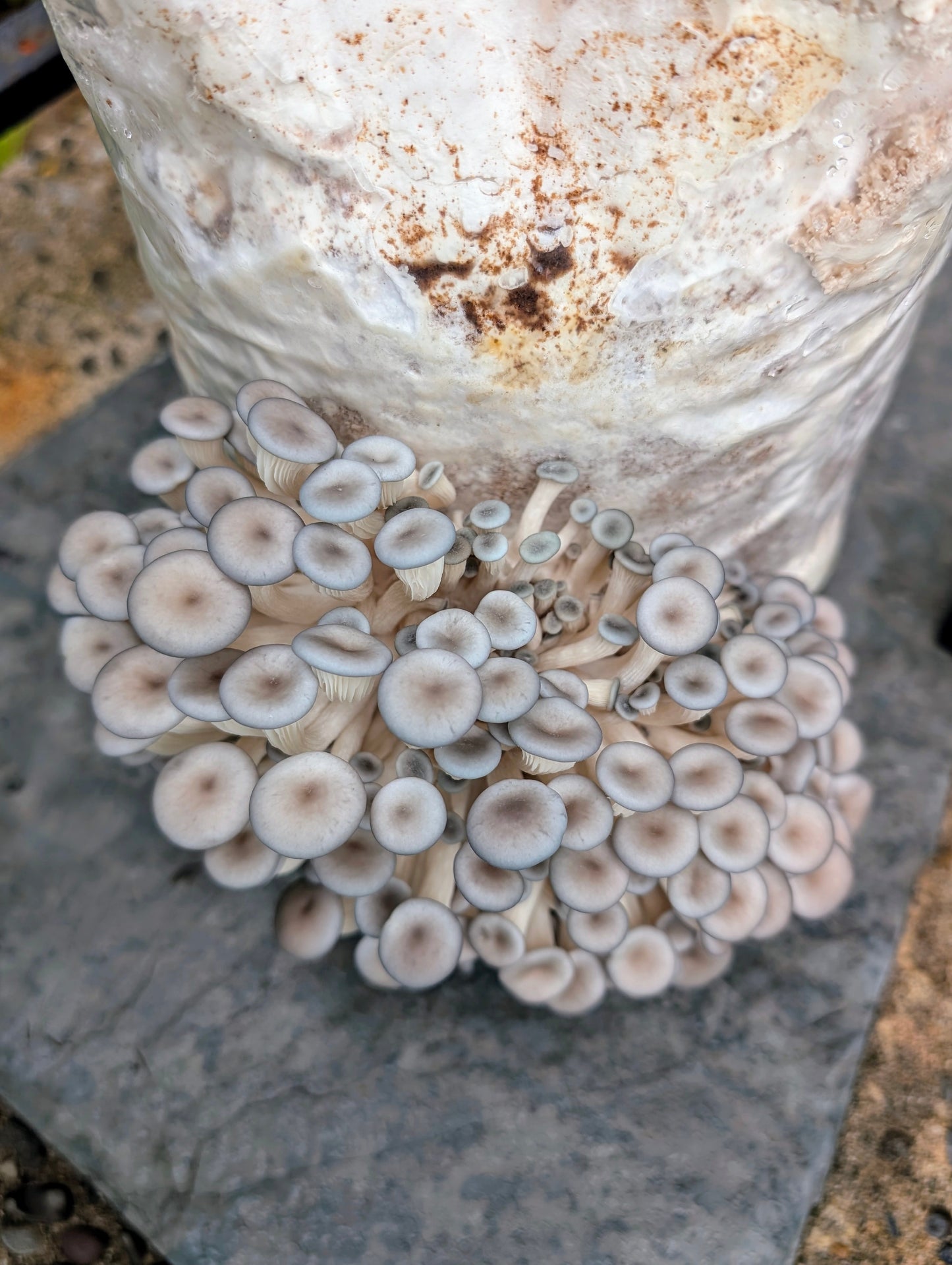 Florida Oyster Pleurotus ostreatus var. florida