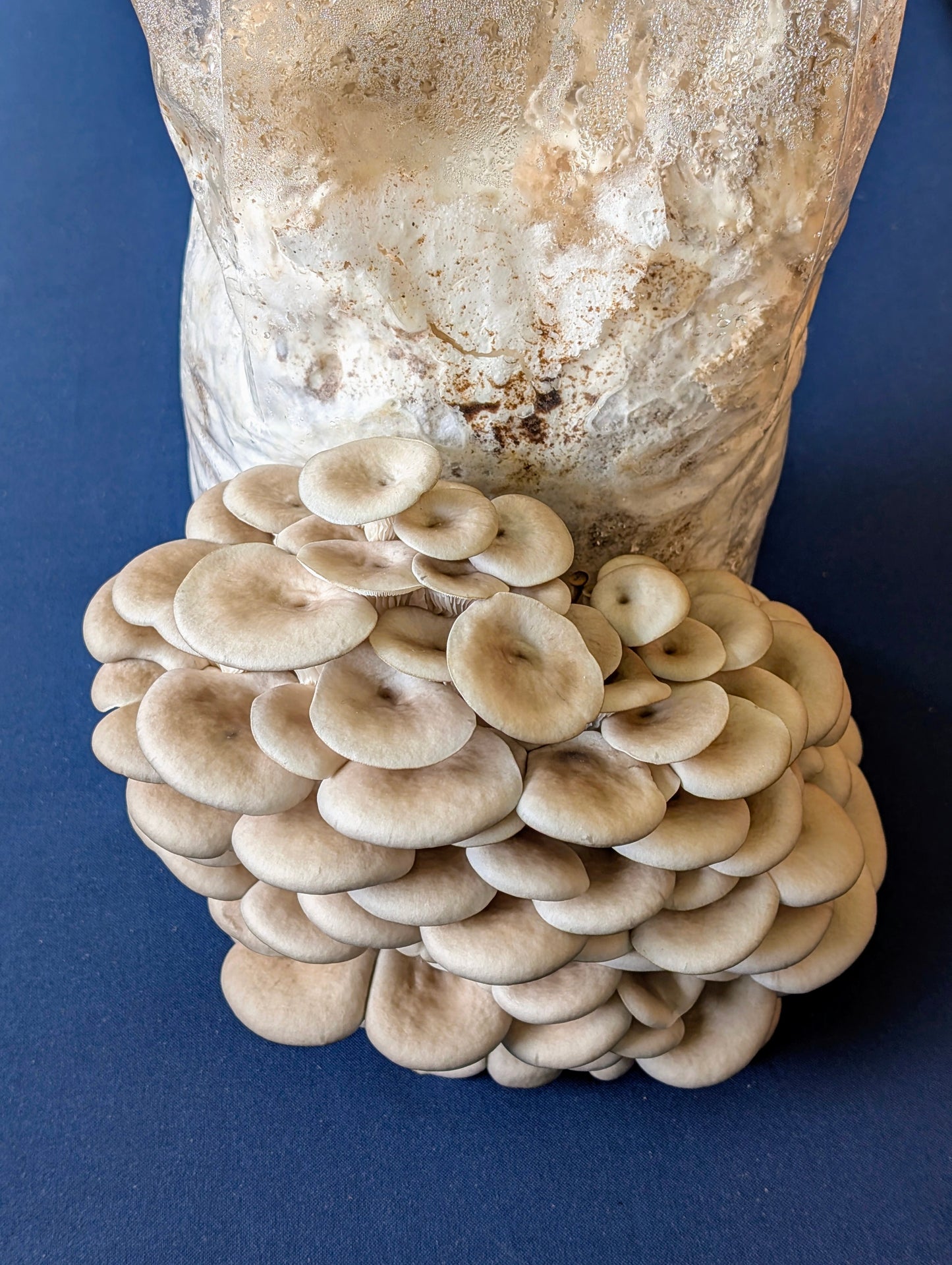 Florida Oyster Pleurotus ostreatus var. florida