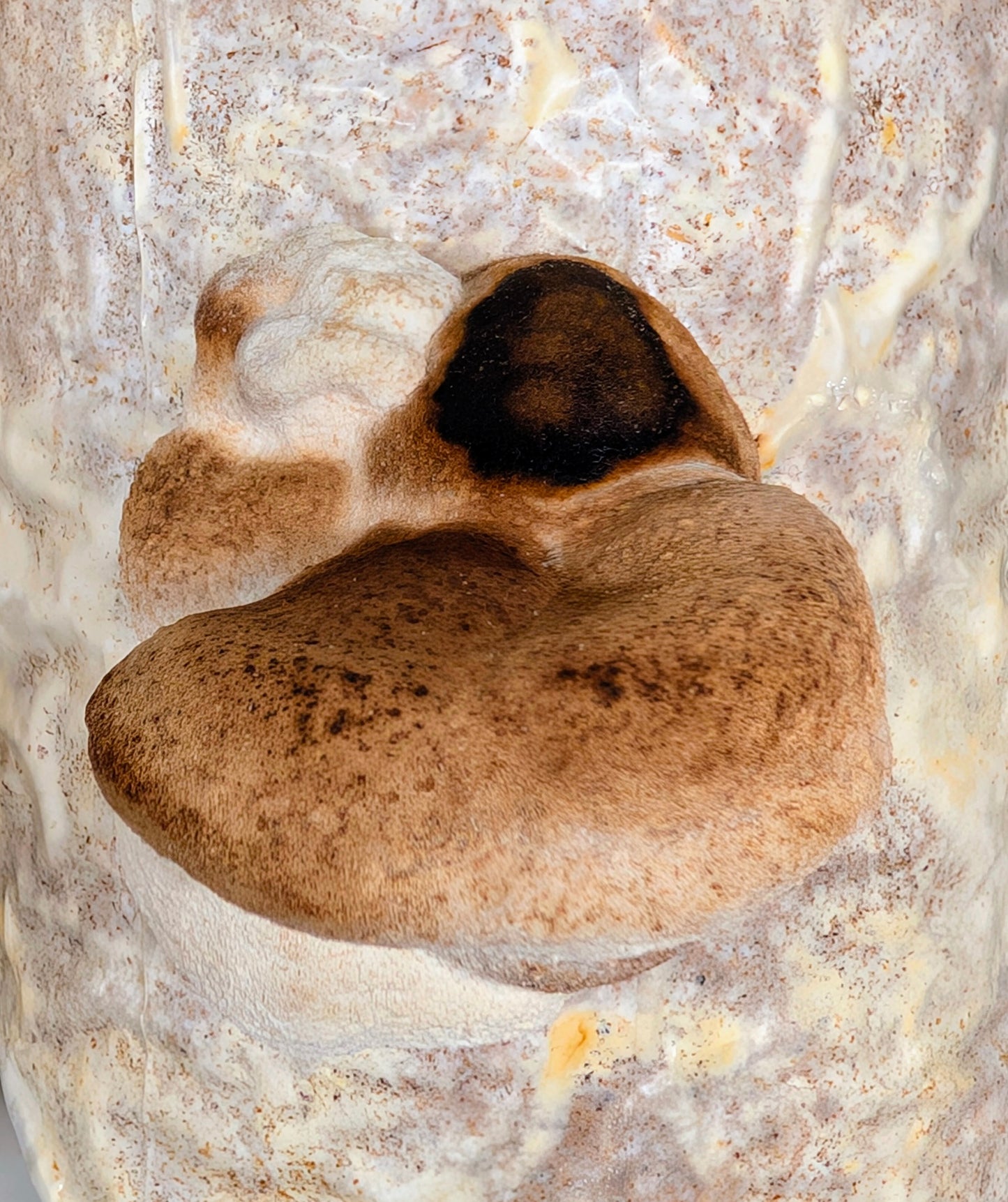 Huaier Mushroom Extract