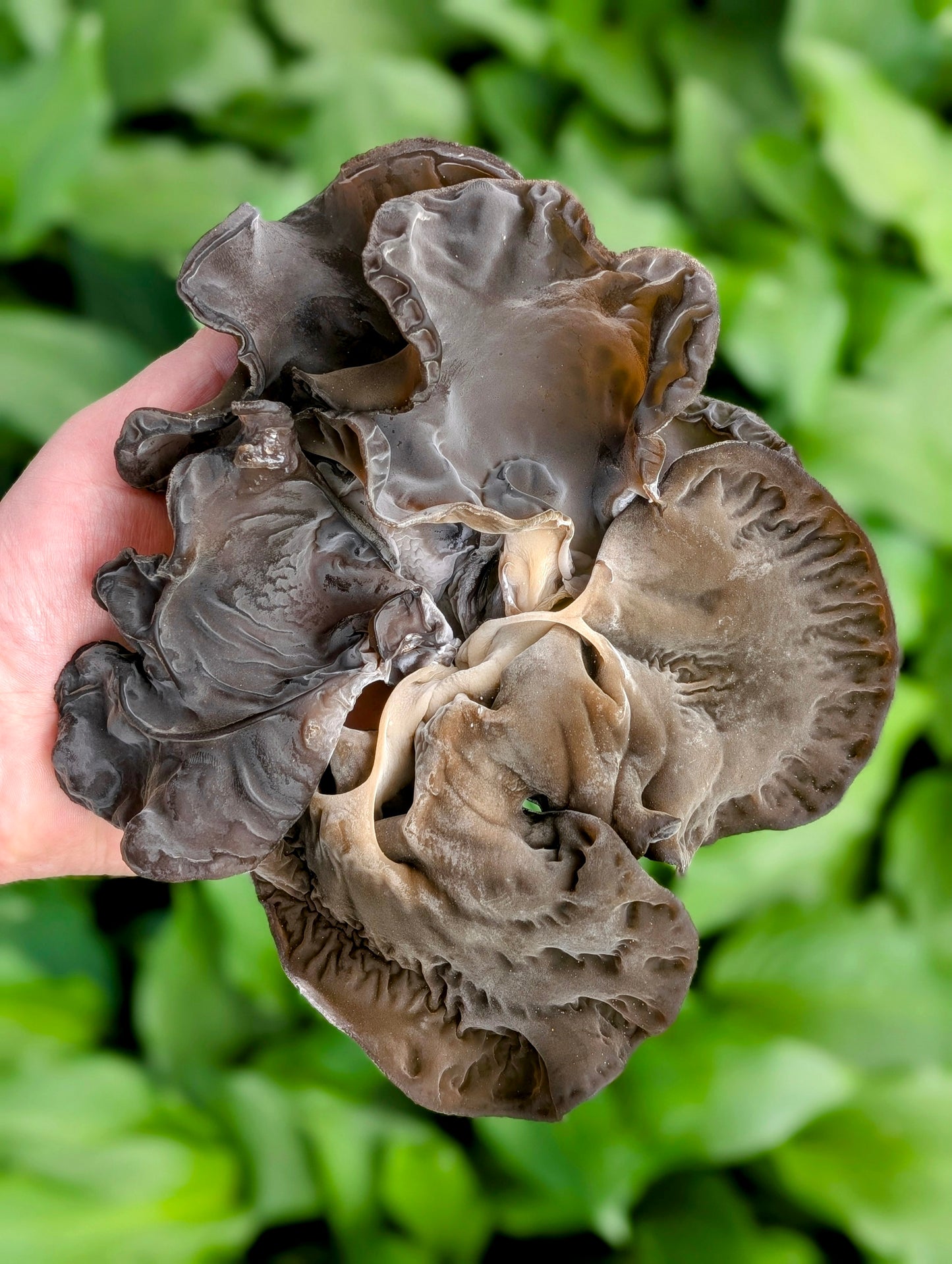 Black Wood Ear C3 Auricularia heimuer sensu lato
