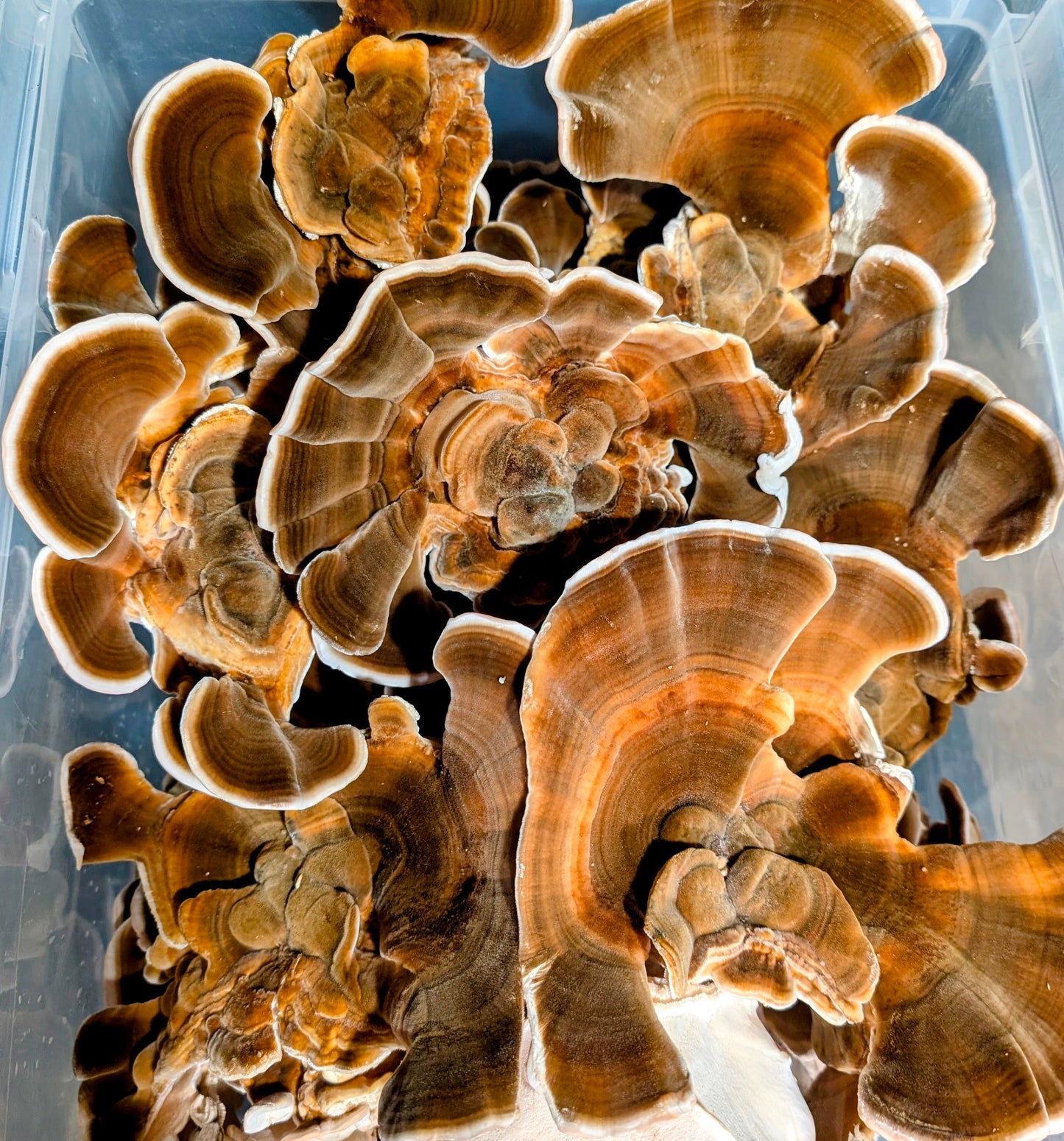 Turkey Tail Mushroom Extract