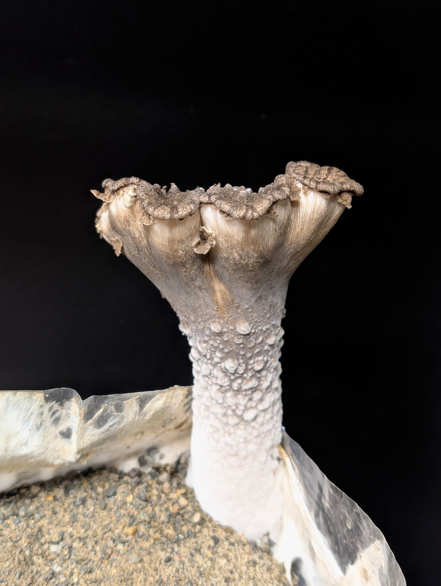 King Tuber Mushroom Pleurotus tuber-regium