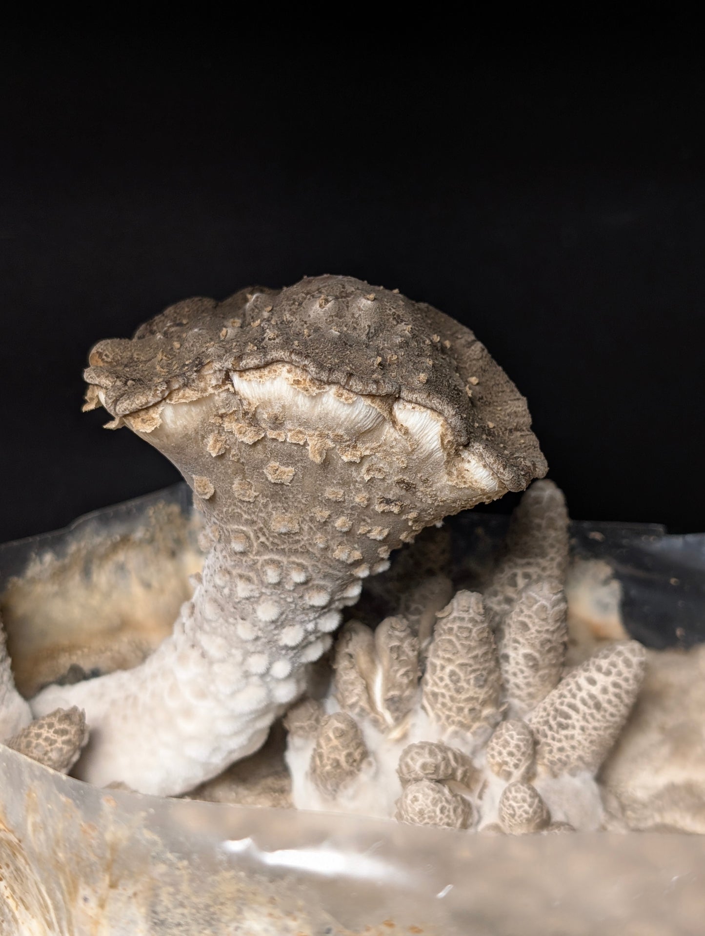 King Tuber Mushroom Pleurotus tuber-regium