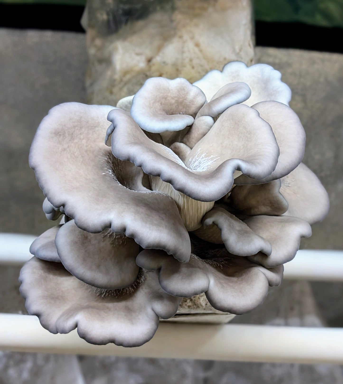 Blue Oyster Mushroom Pleurotus columbinus