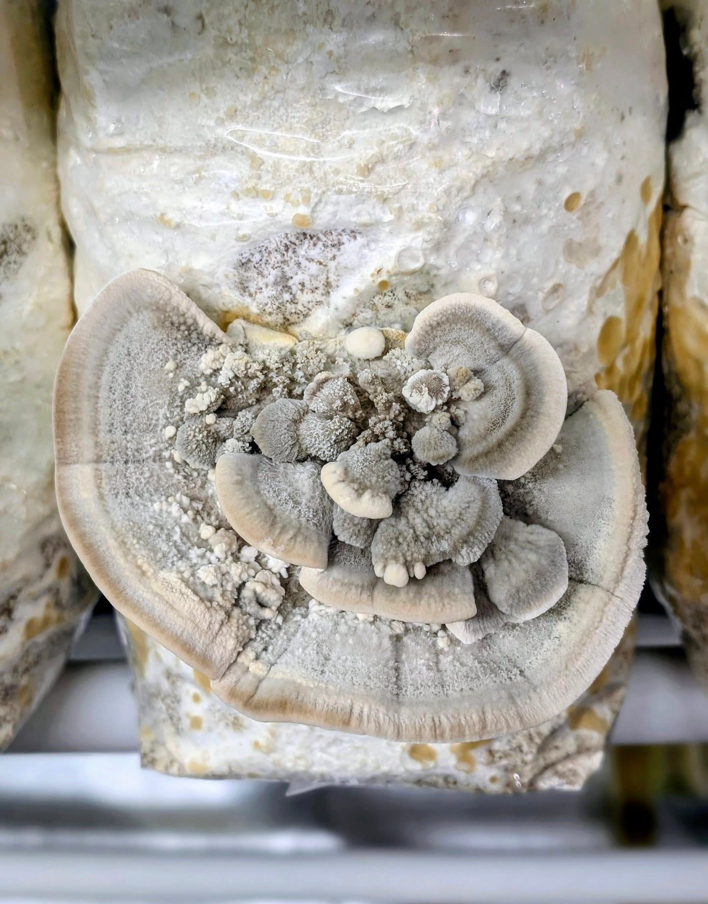 Hairy Bracket Trametes hirsuta