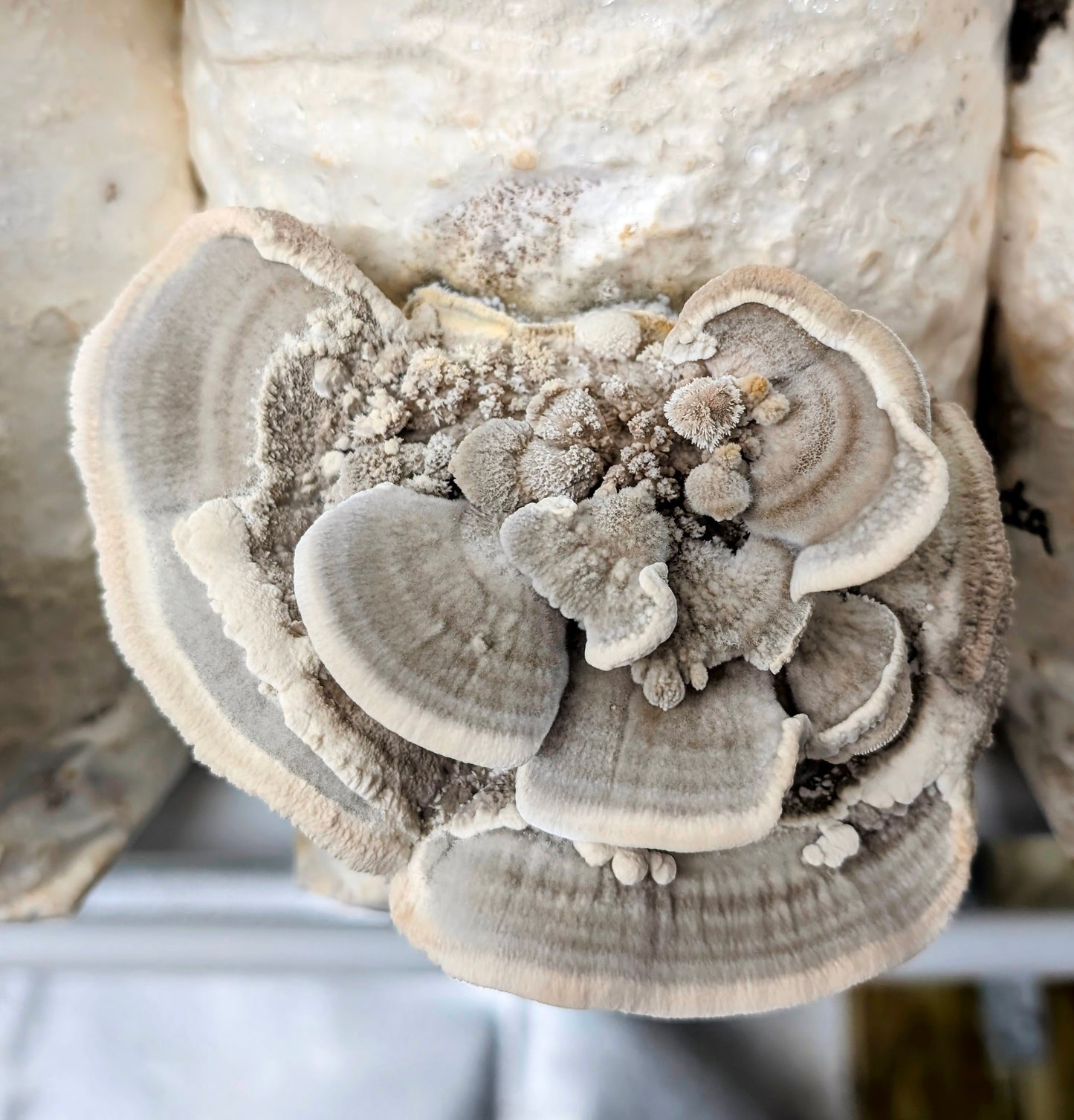Hairy Bracket Trametes hirsuta