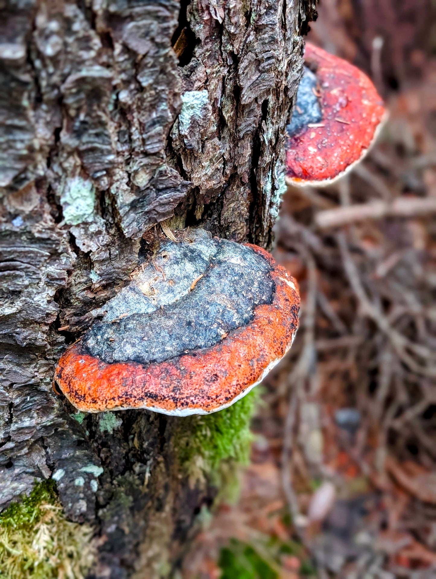 Northern Red Belt Fomitopsis mounceae