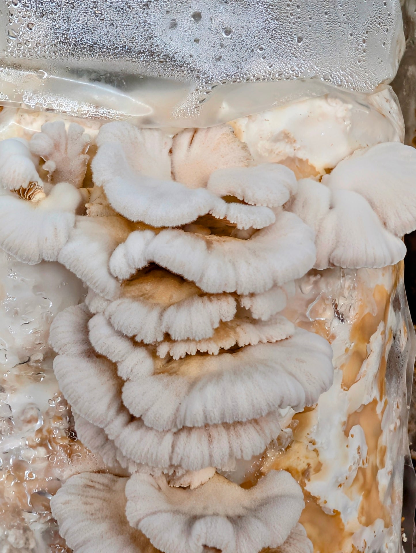 Splitgill Mushroom Strain Ivory - Schizophyllum commune