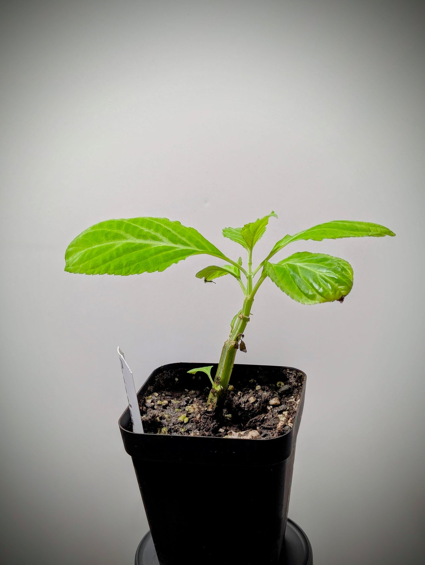 Salvia Divinorum Live Plant